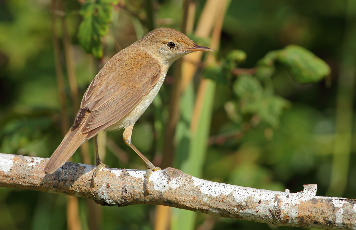 reed warbler