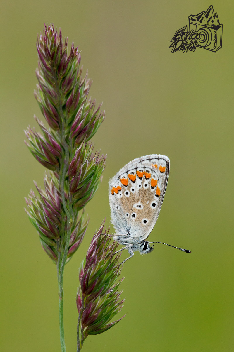 Polyommatus sp.