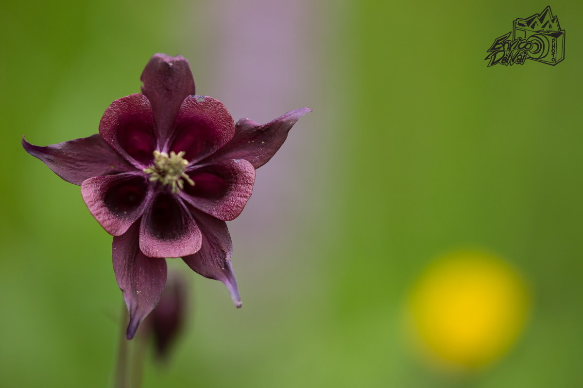 Aquilegia scura