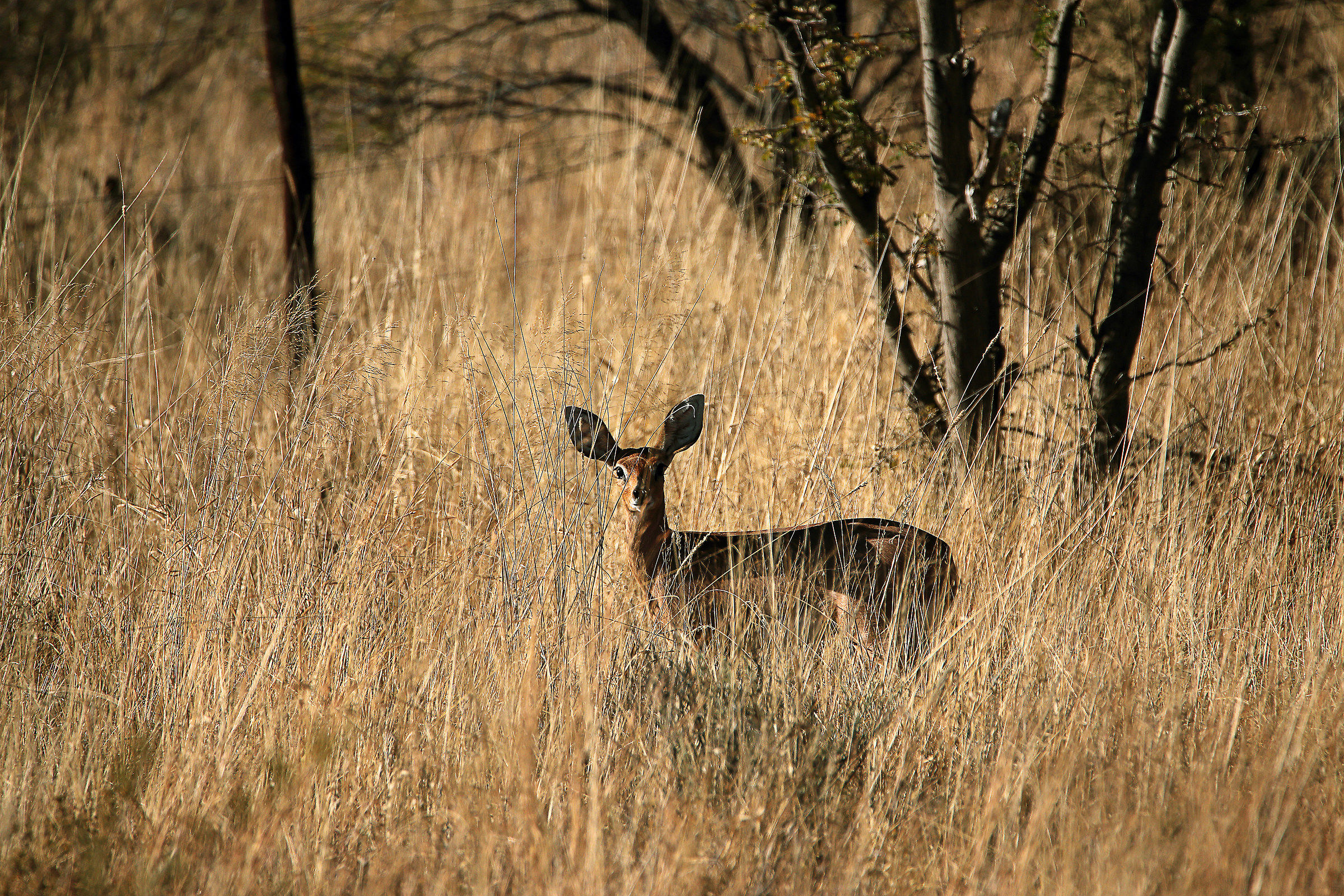 steenbuck