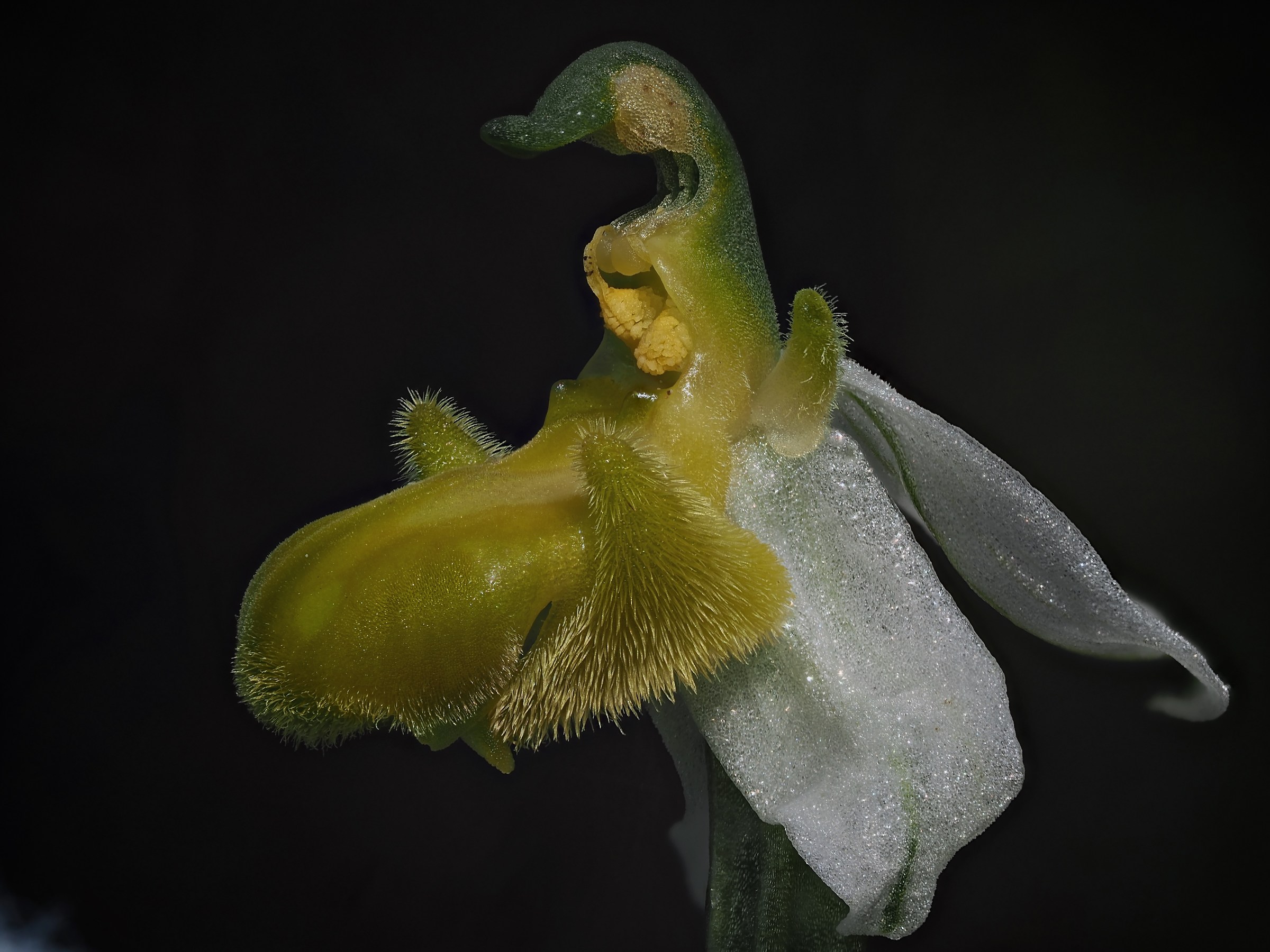 apifera chlorantha