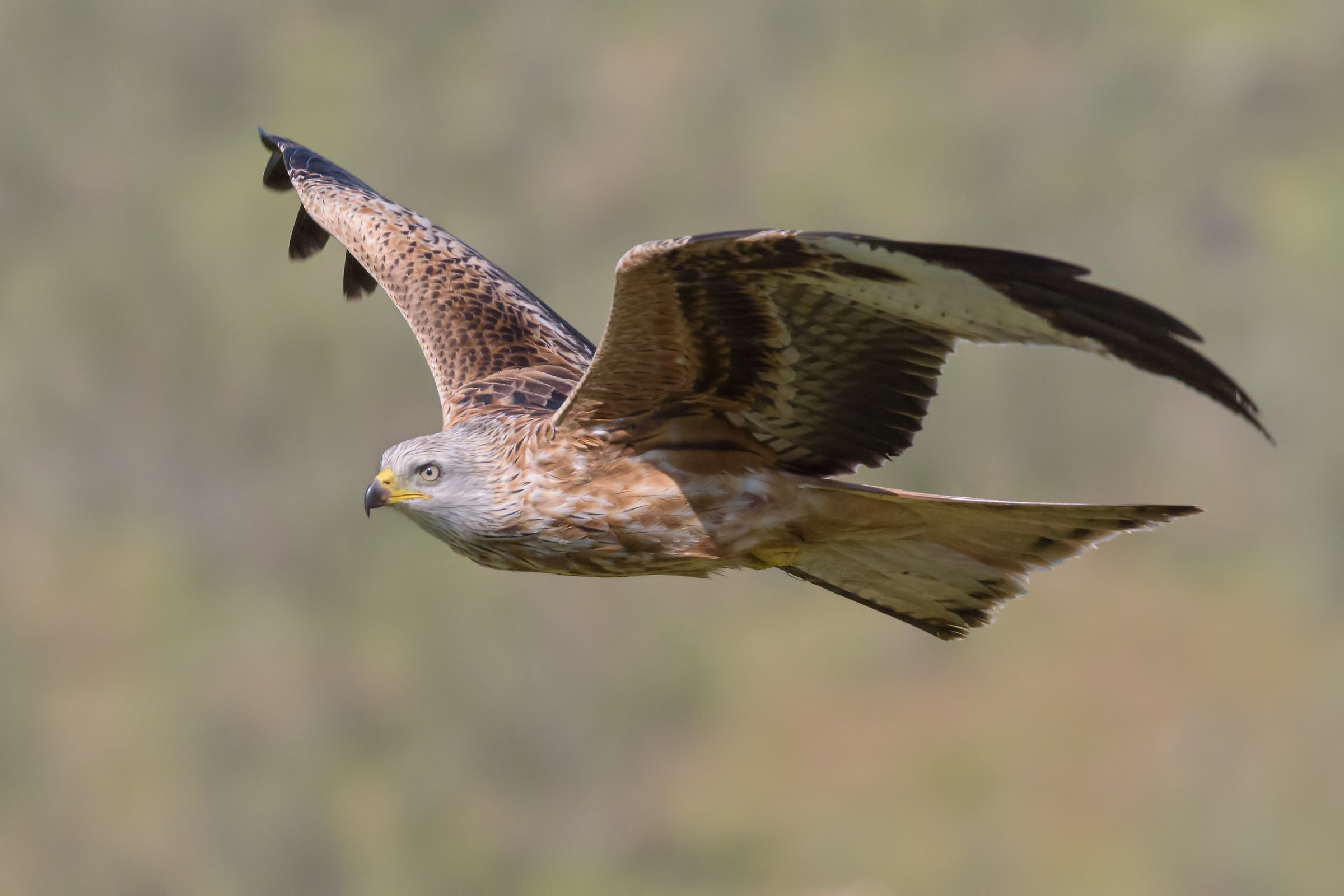 Red Kite (Red Kite)