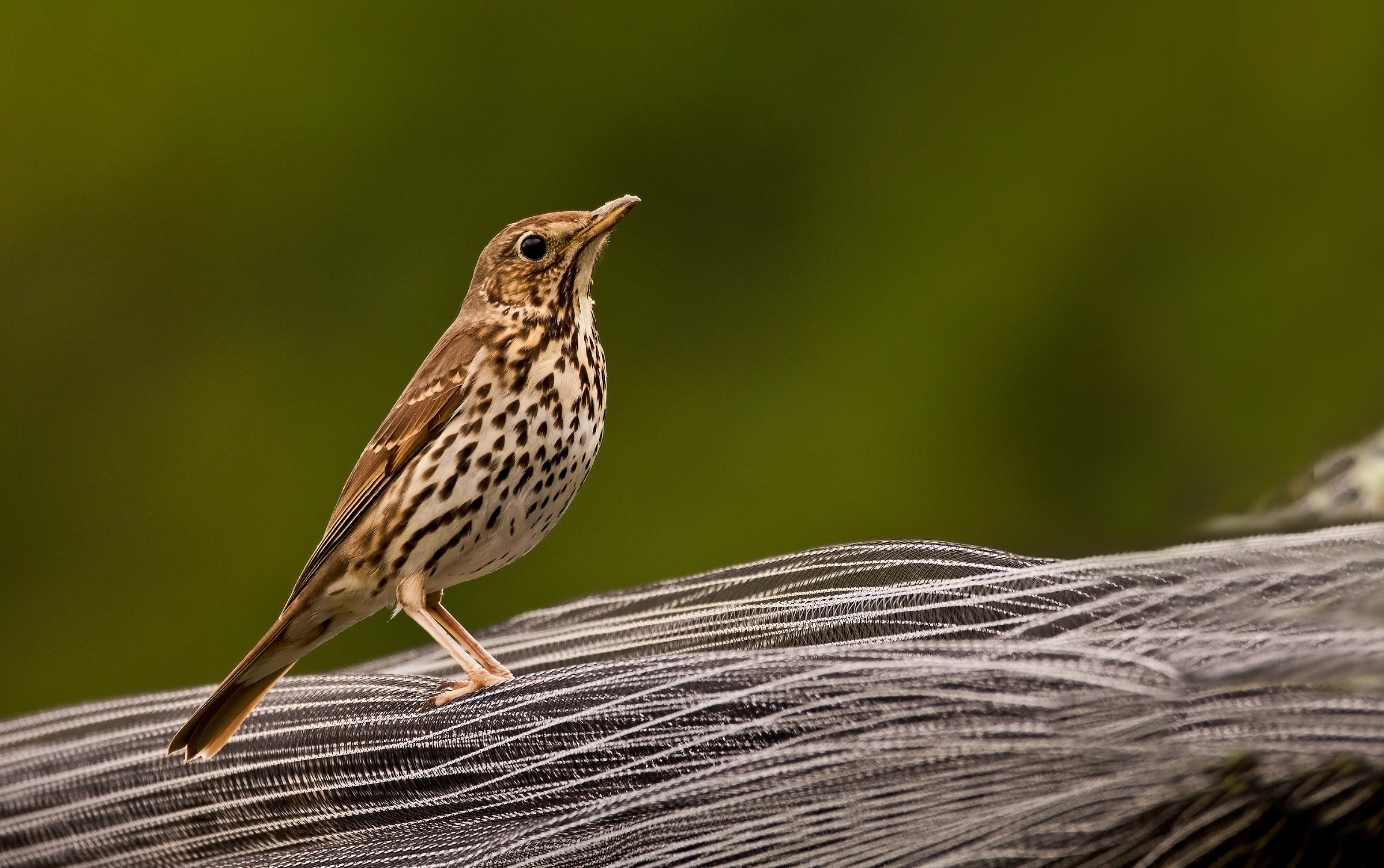 Un insolito posatoio