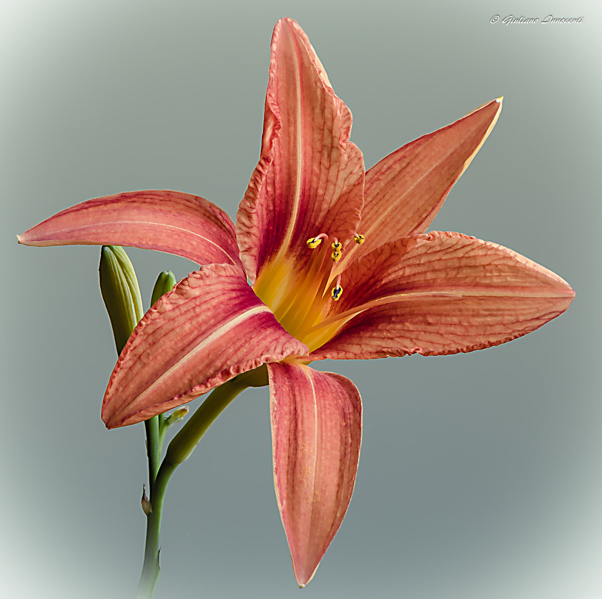 Lilium