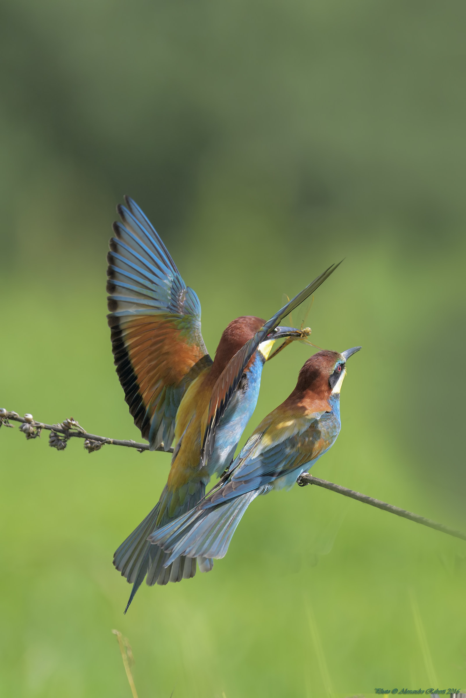 bee-eaters