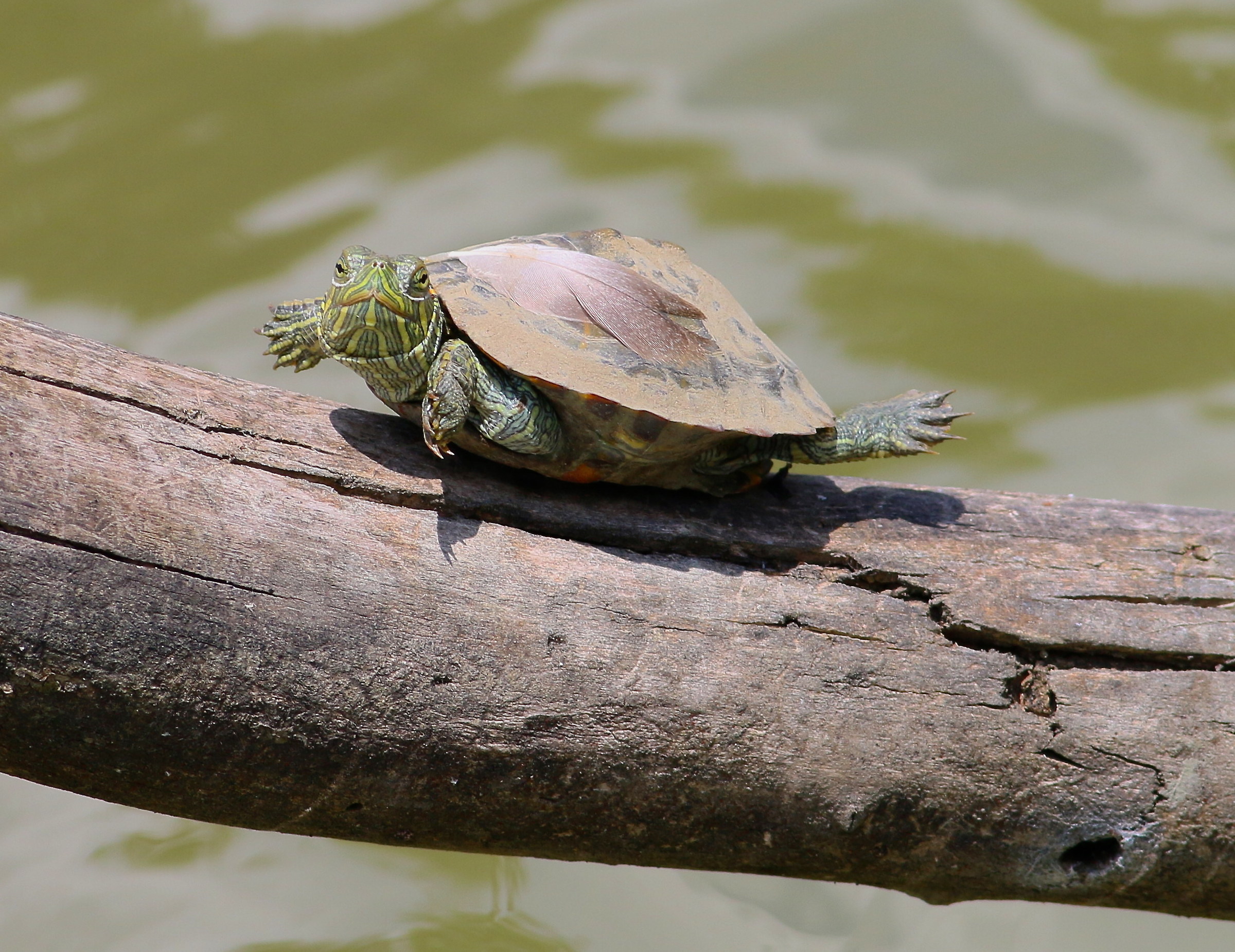 Stiratina Mattuttina