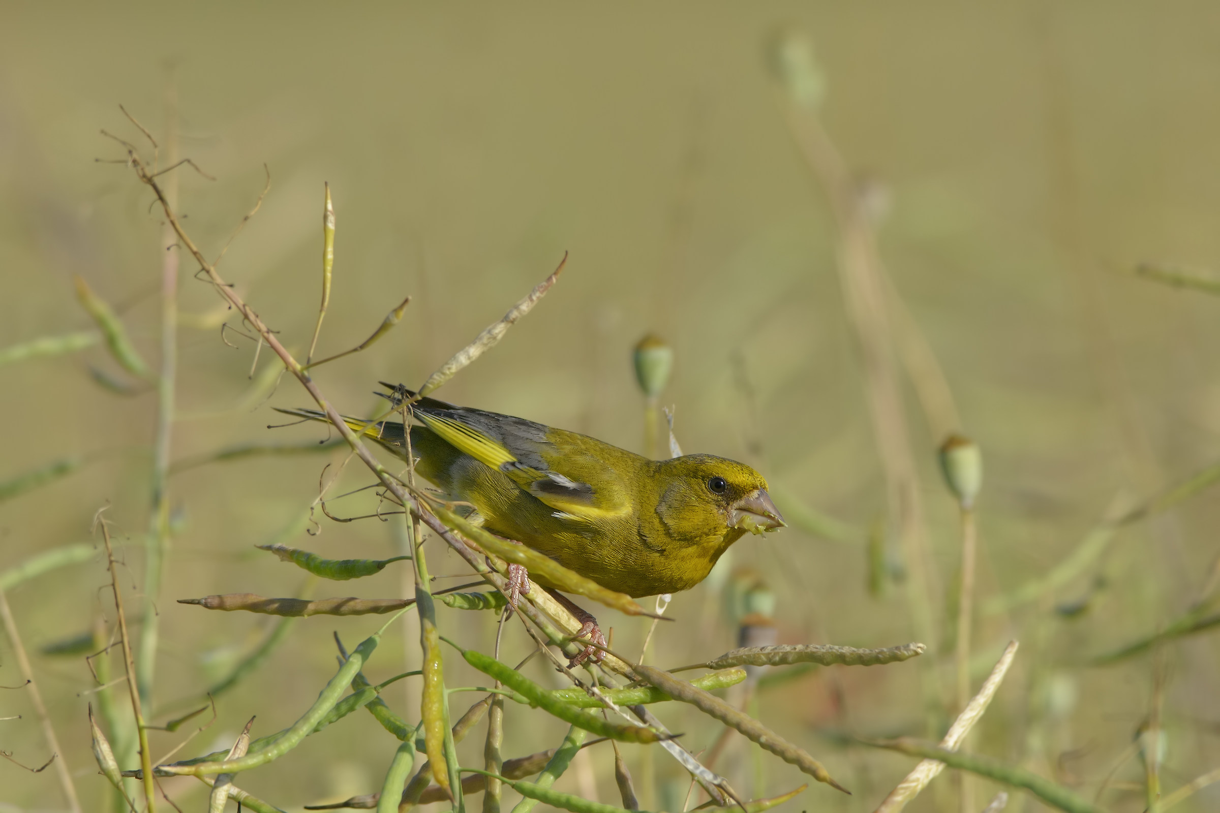 Mimicry tone on tone.