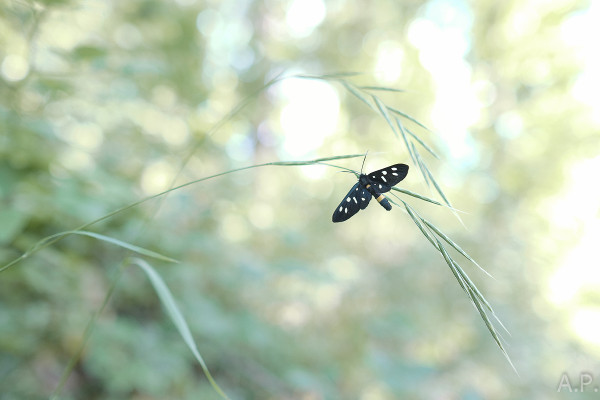 dre-bee? What the hell is it?