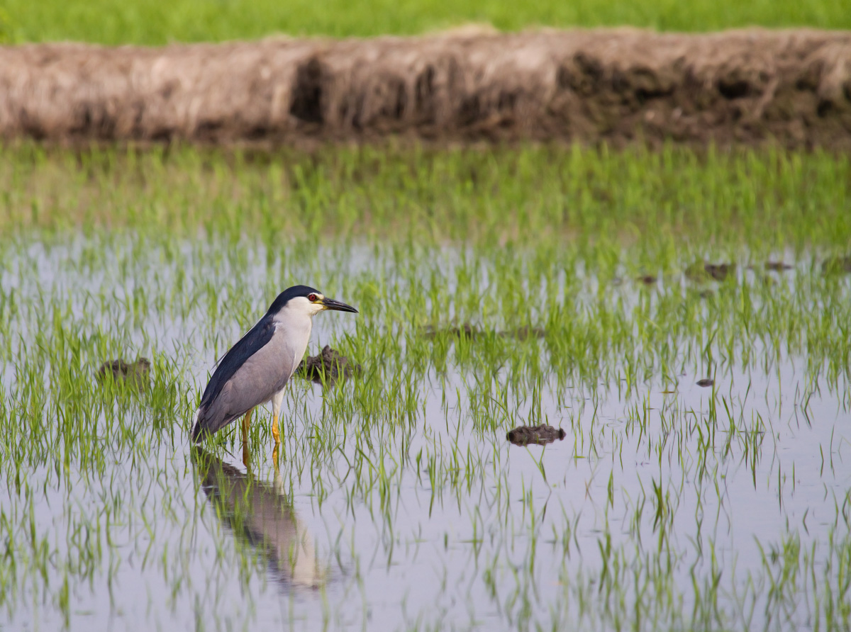 Night Heron