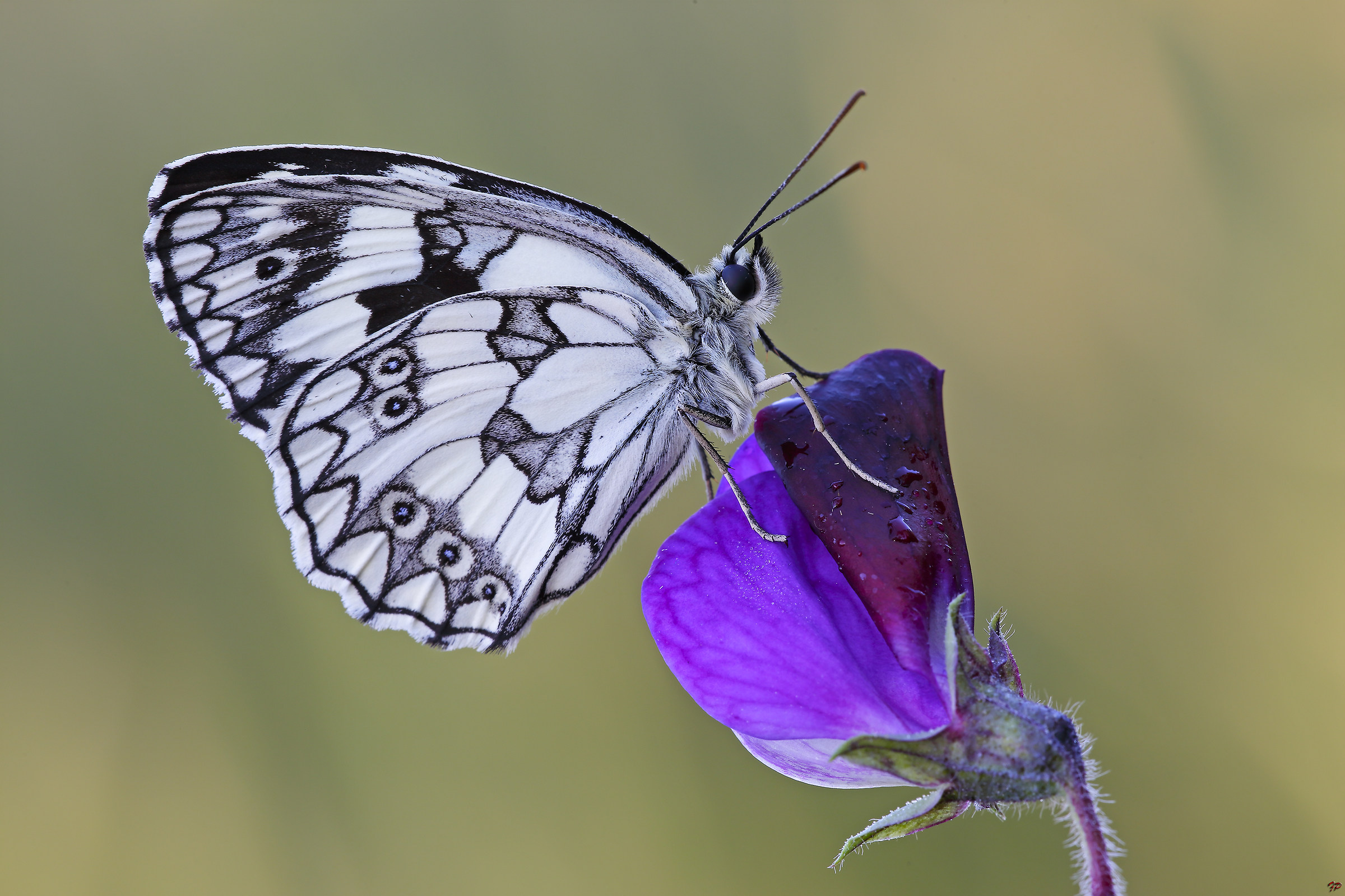 Melanargia galathea