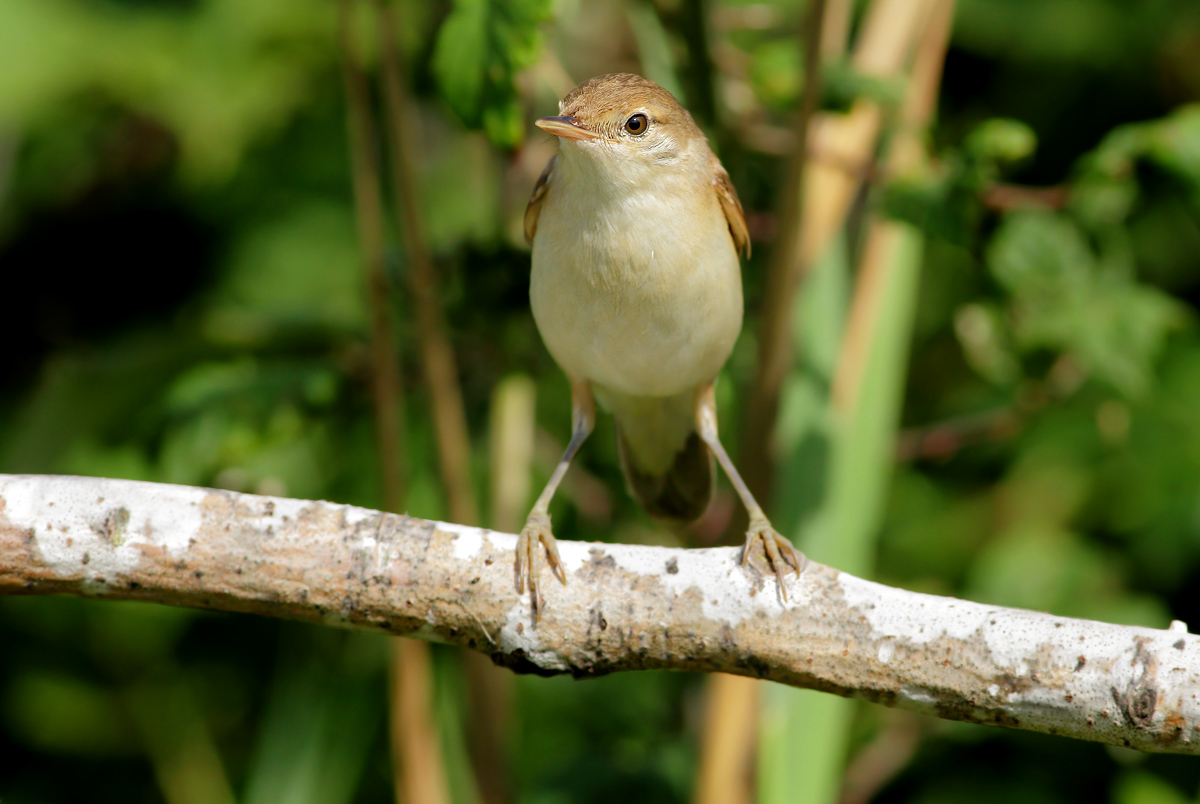 reed warbler