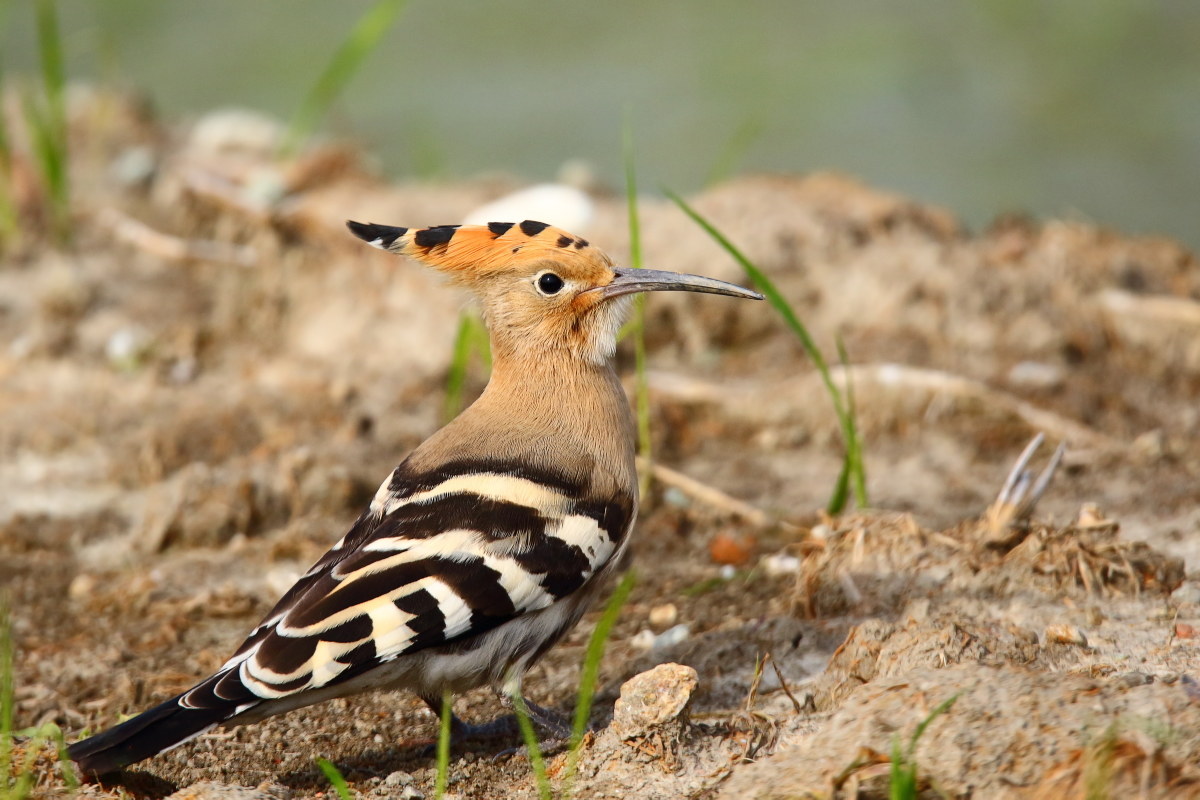 Hoopoe