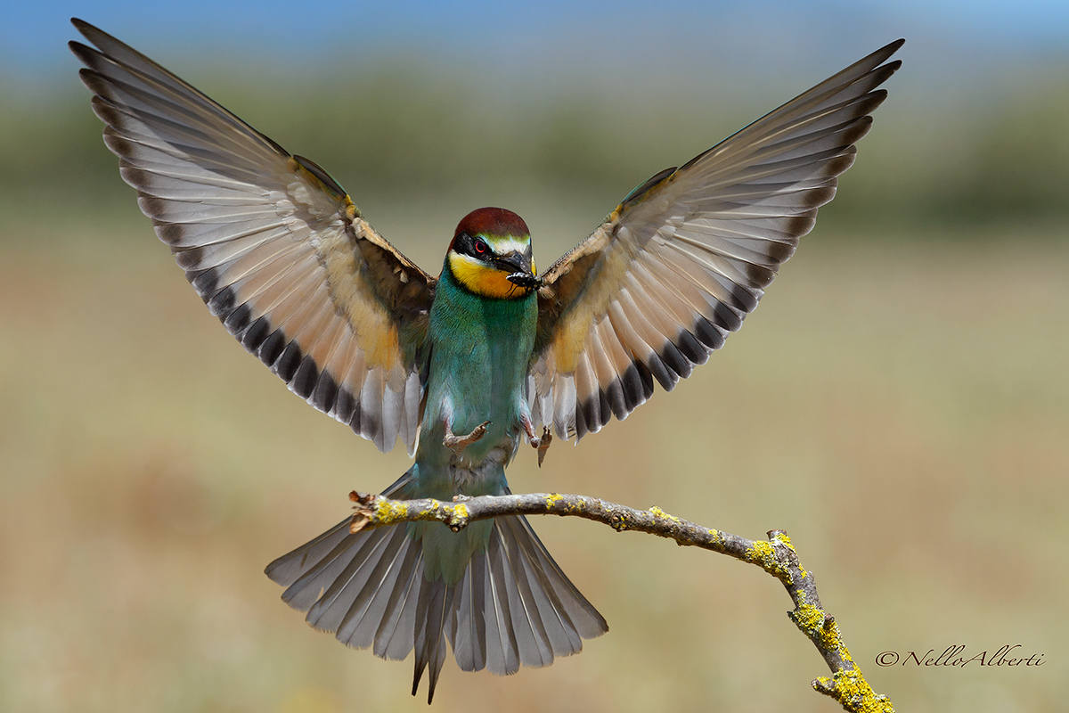 gruccione coming with insect