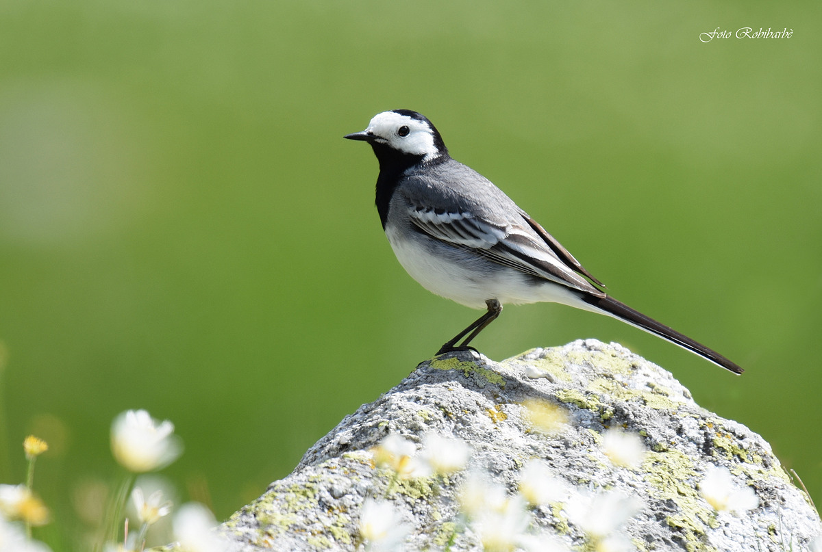 Ballando tra gli anemoni...