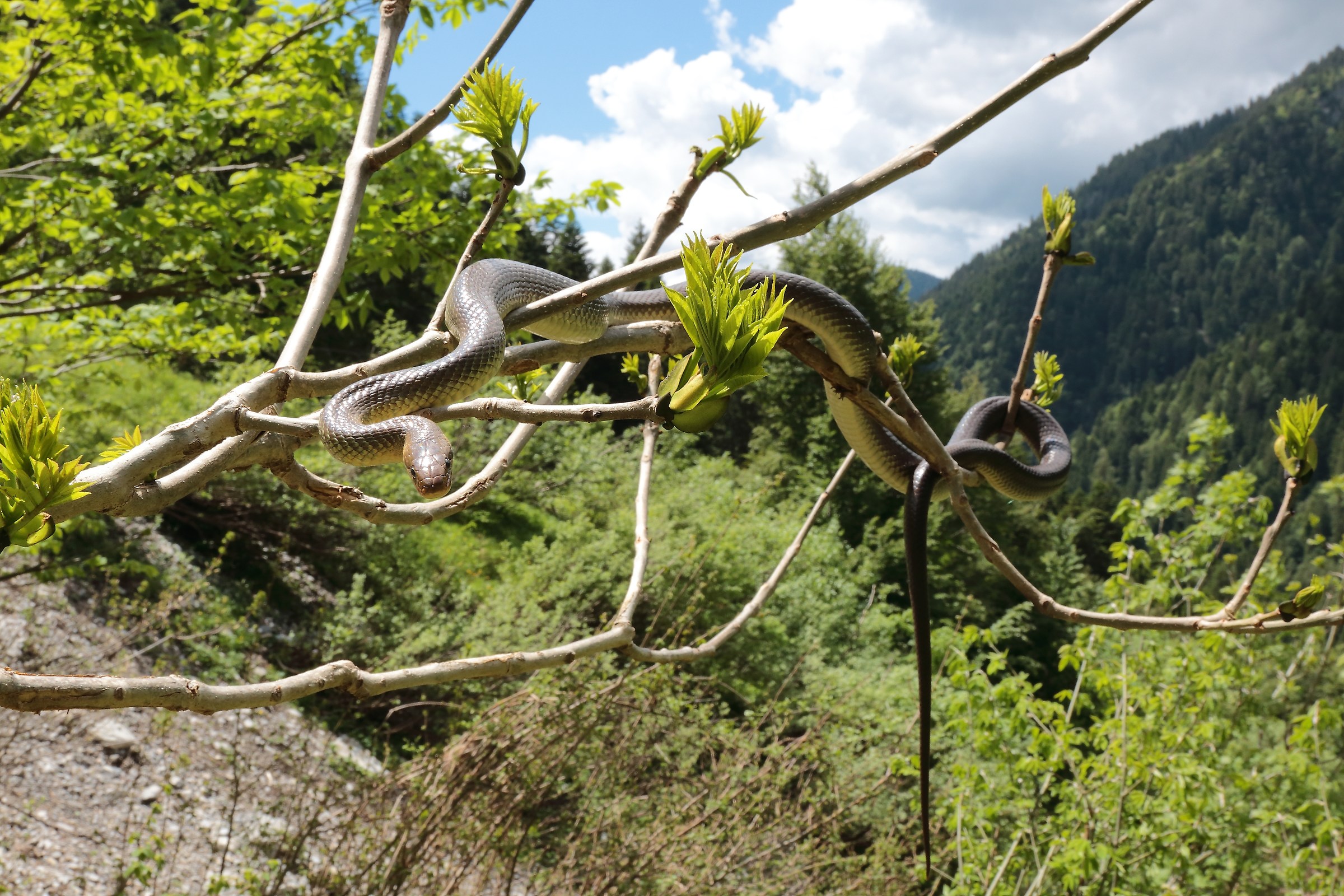 Colubro di Esculapio