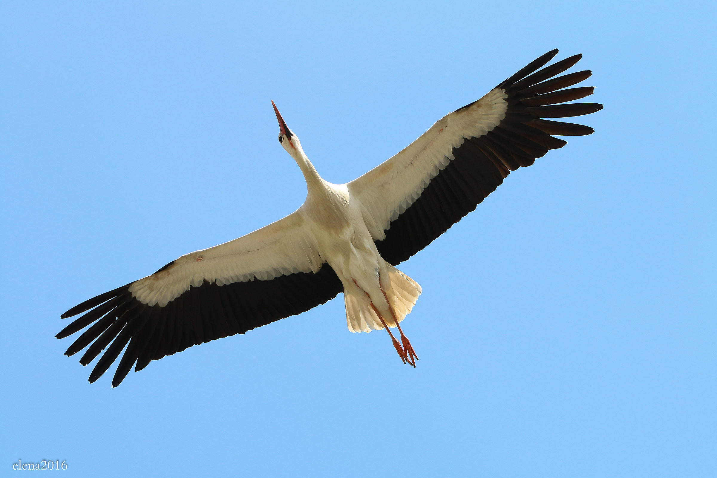 storks in Fagagna