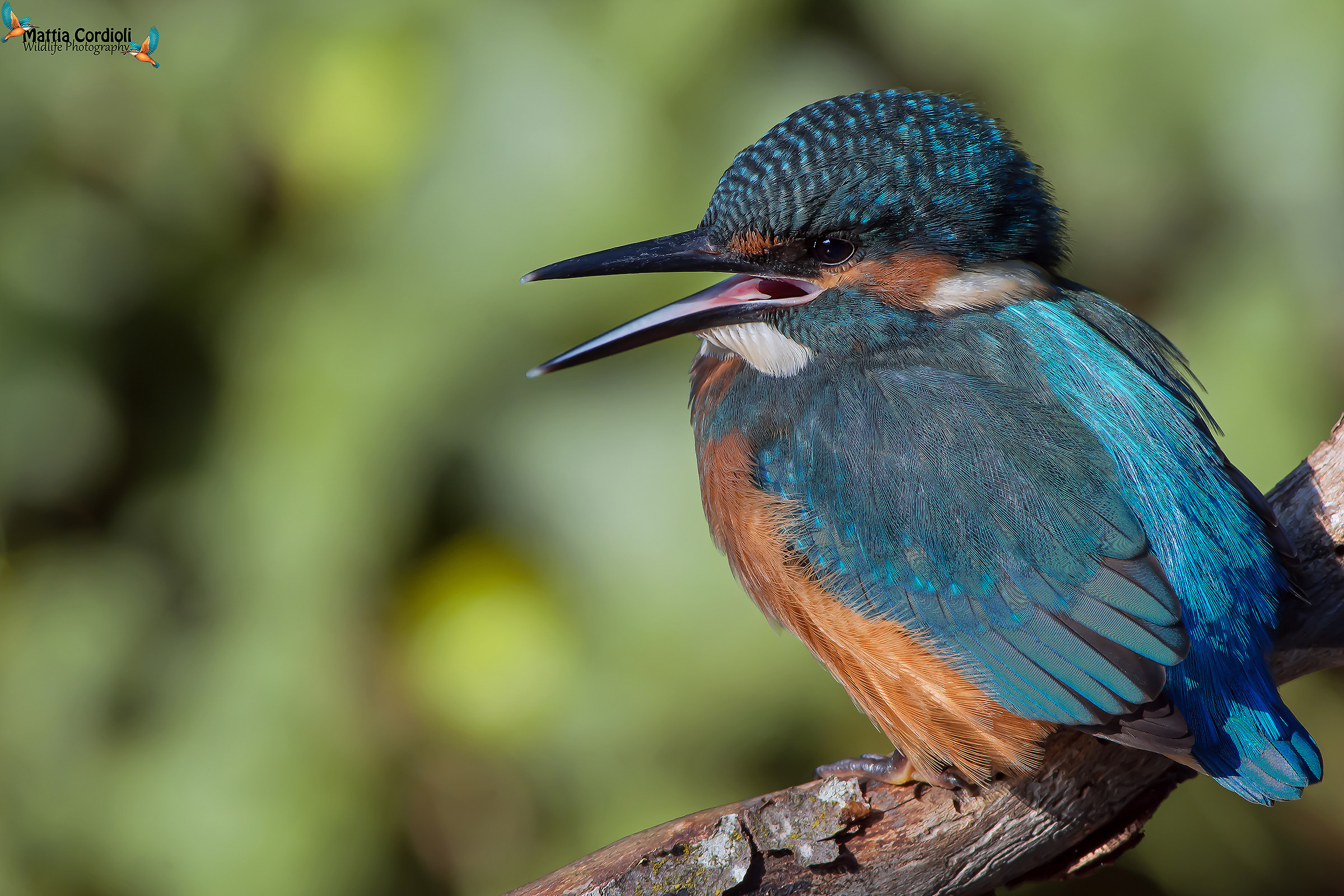 The song of the small Martino