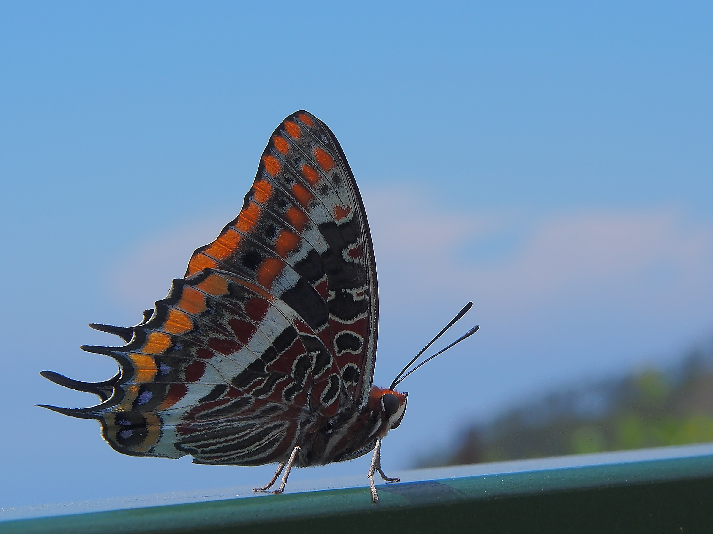 Butterfly and that 'this?