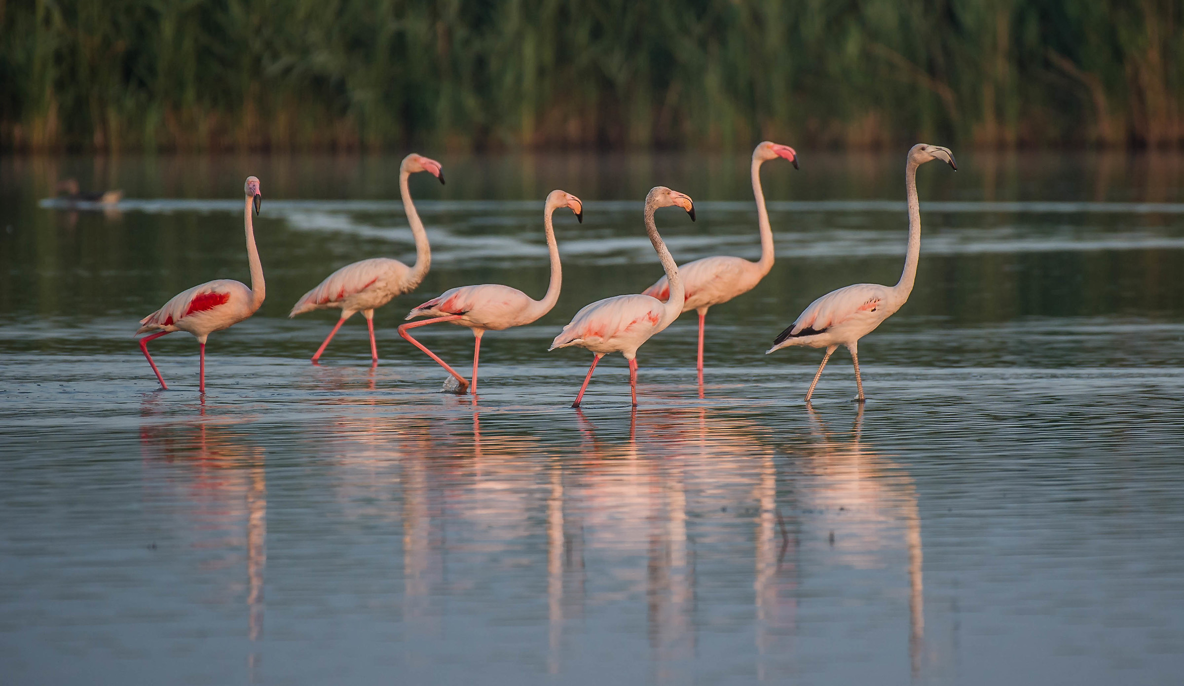 flamingoes at dawn