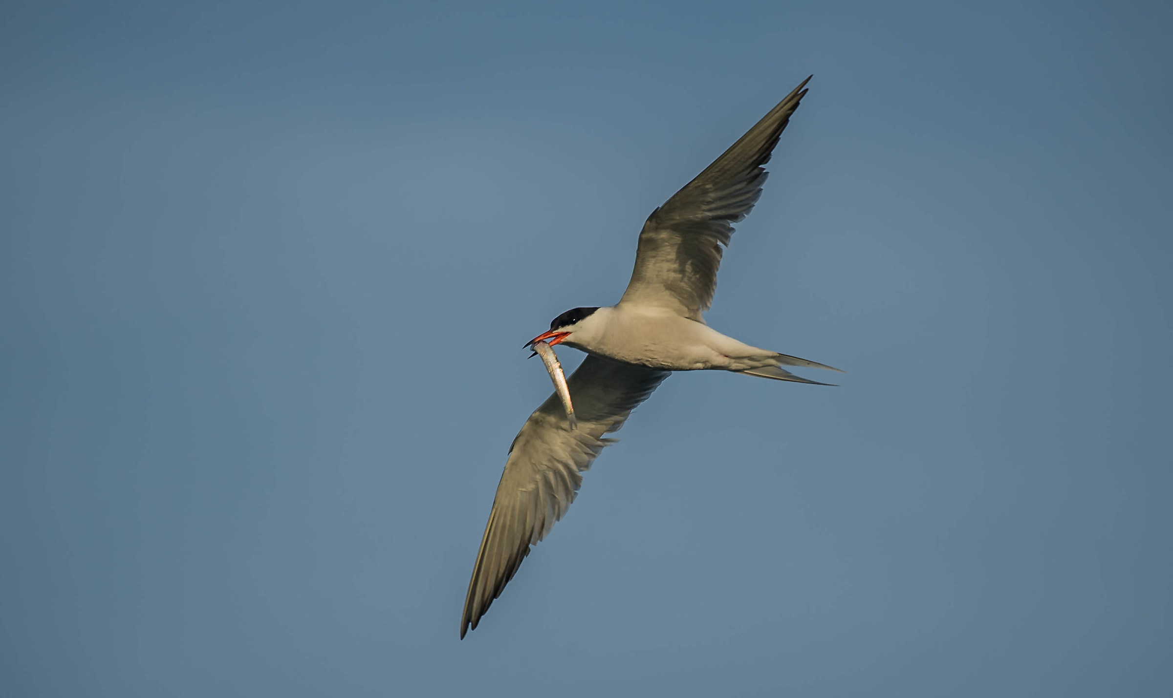 tern with prey