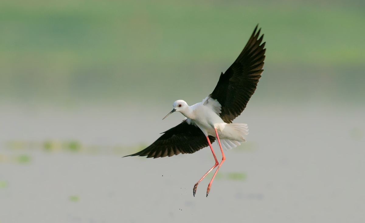 black winged stilt