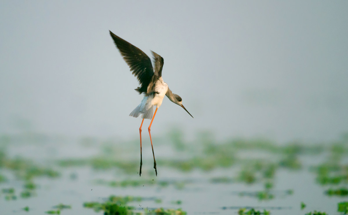 black winged stilt