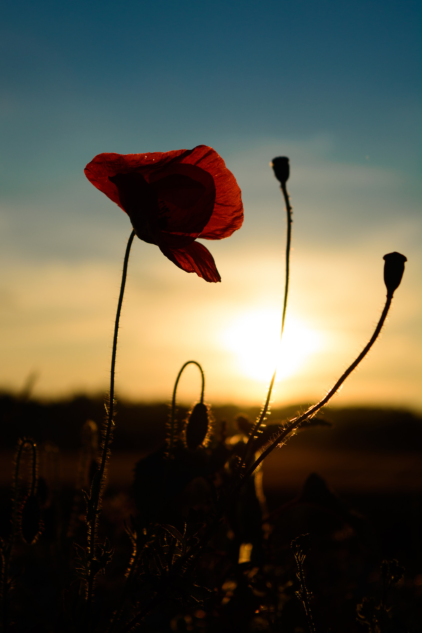 Tulipano al tramonto 2