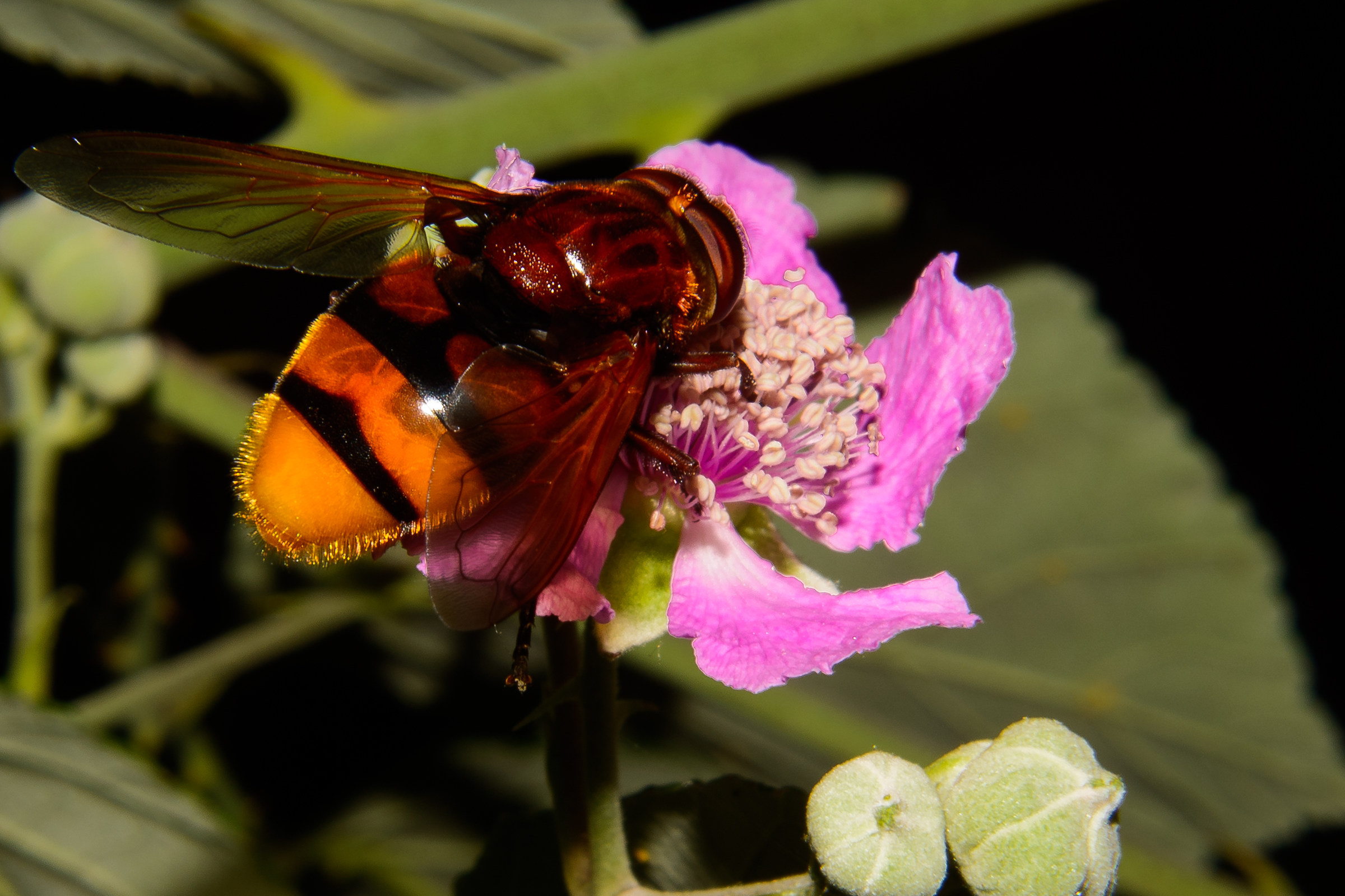 Ape di una certa stazza
