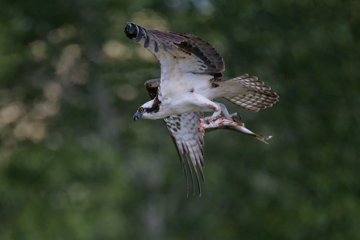 Osprey, Idaho Snake river