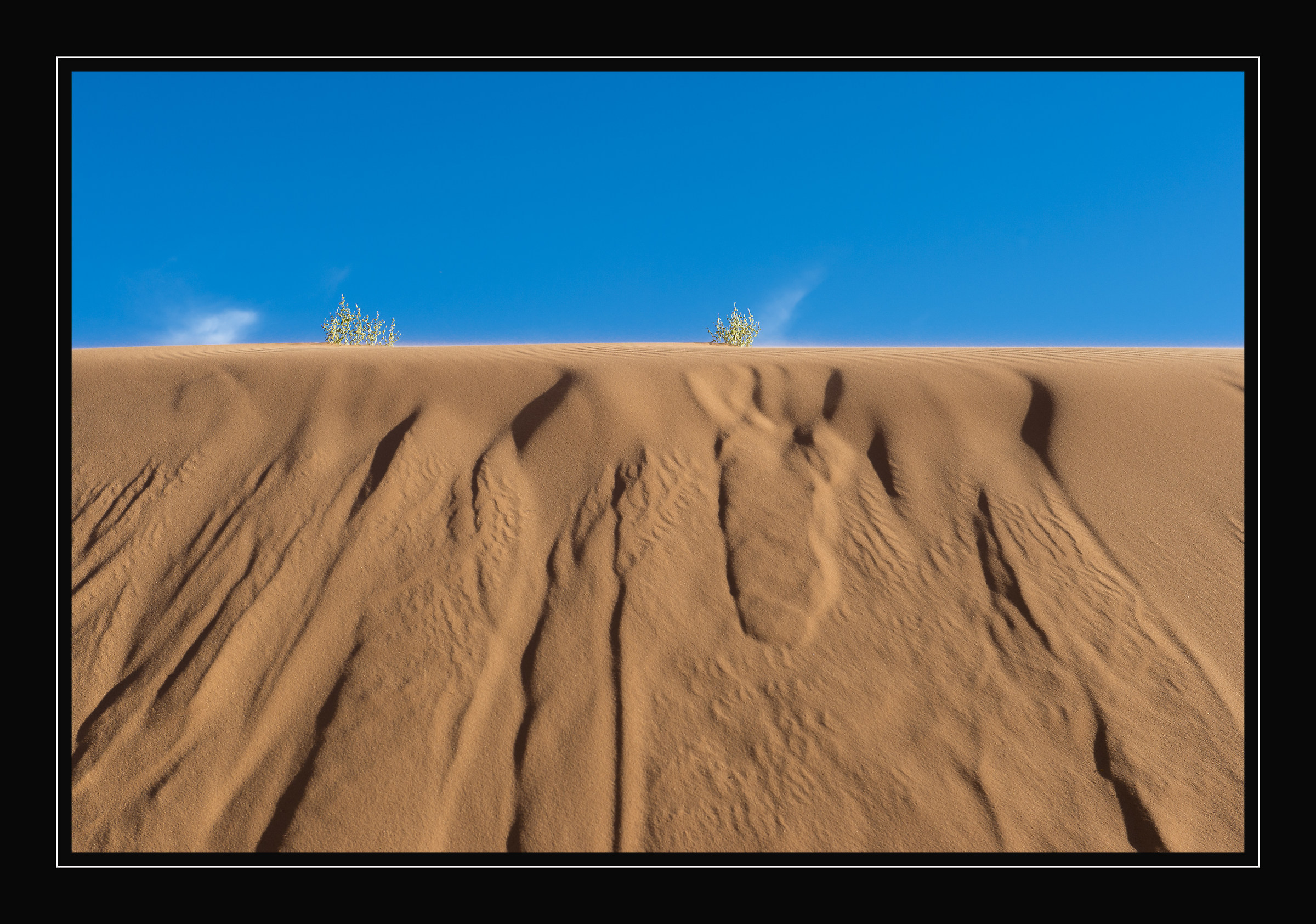 There is Life On The Sand Dune ... !!