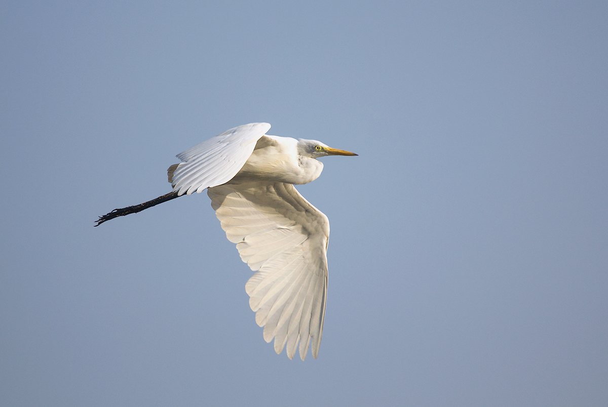 Little Egret in flight.
