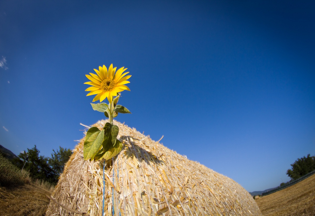 Prova fisheye samyang 8mm