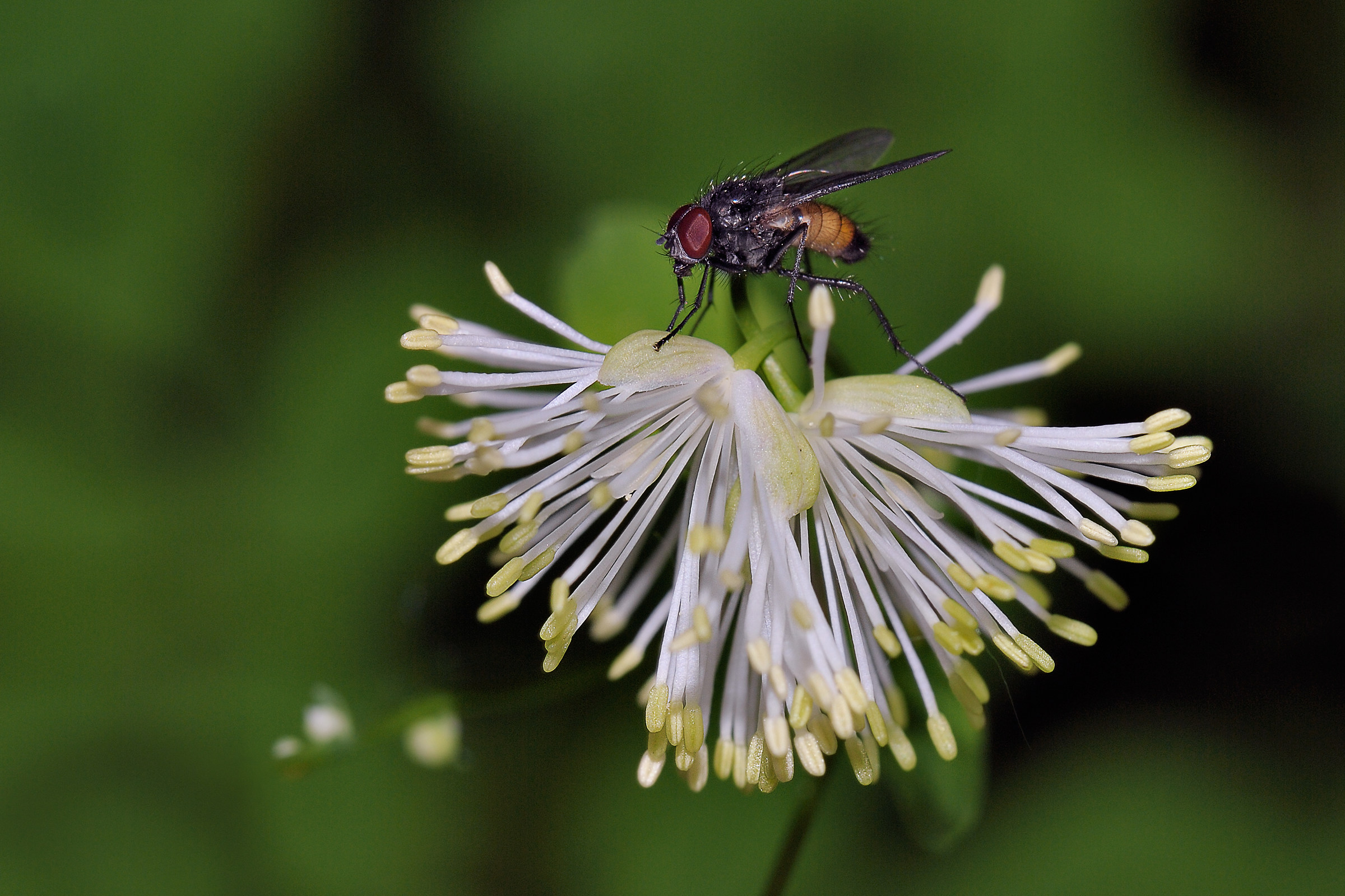 Diptera of Thalictrum aquilegifolium