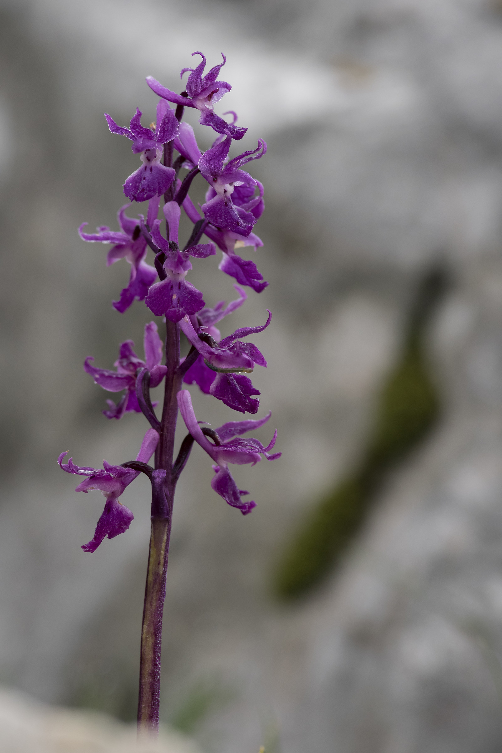 Orchidee sul Baldo