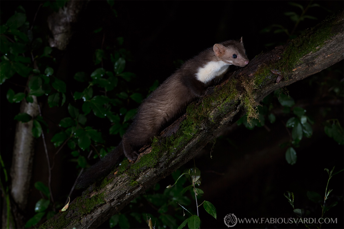 Faina (Martes foina)