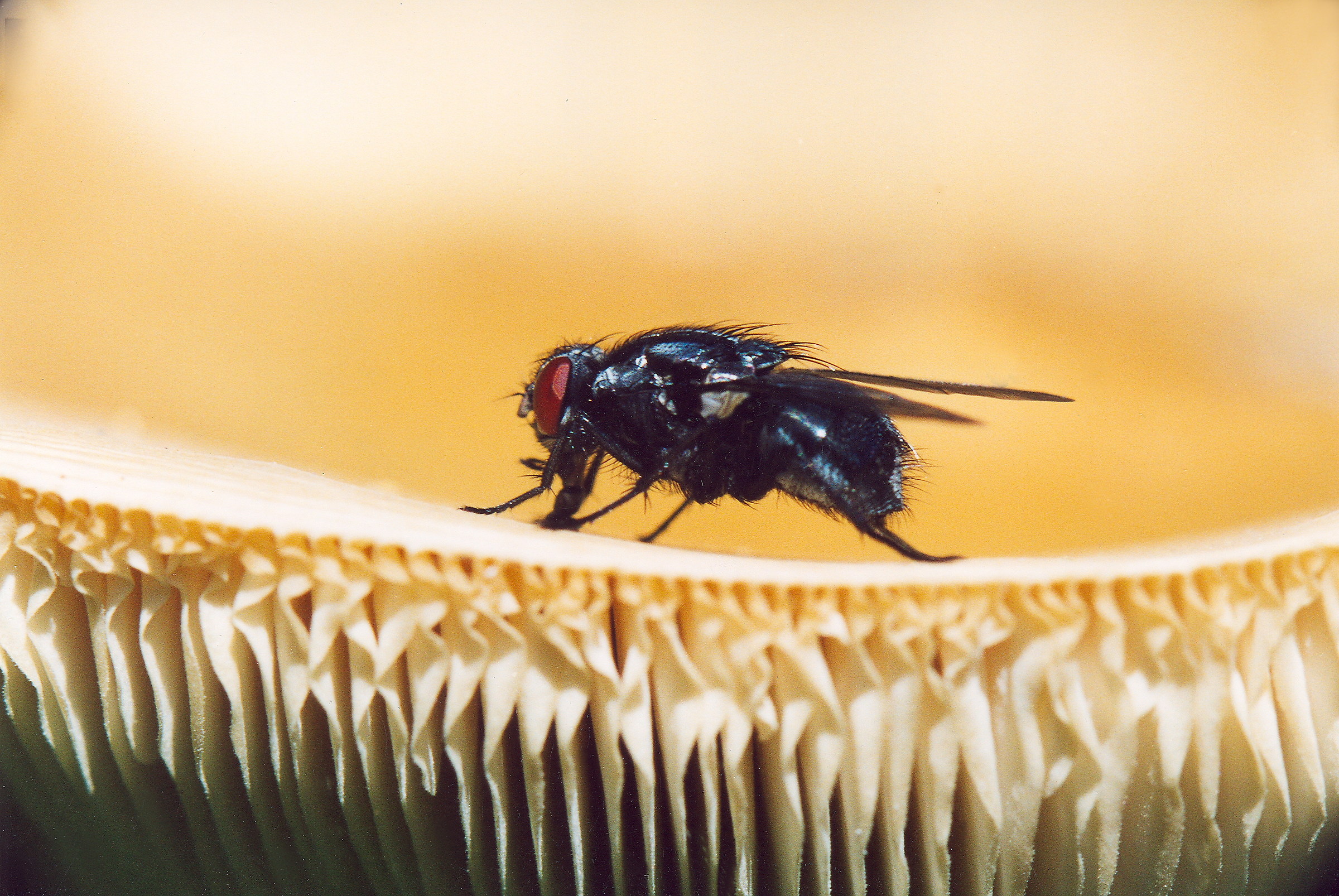 Fly on mushroom