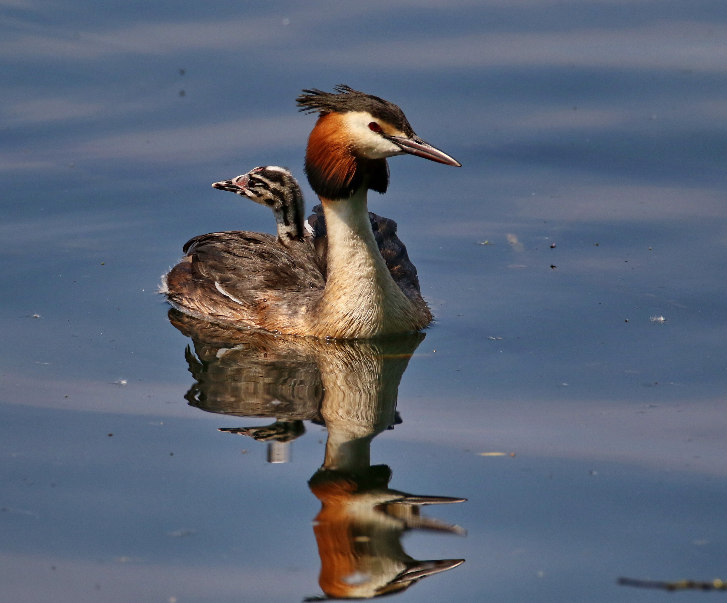 Great Crested Grebe