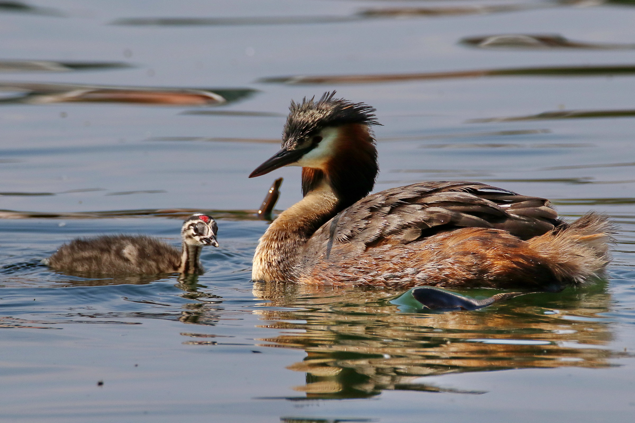 Great Crested Grebe