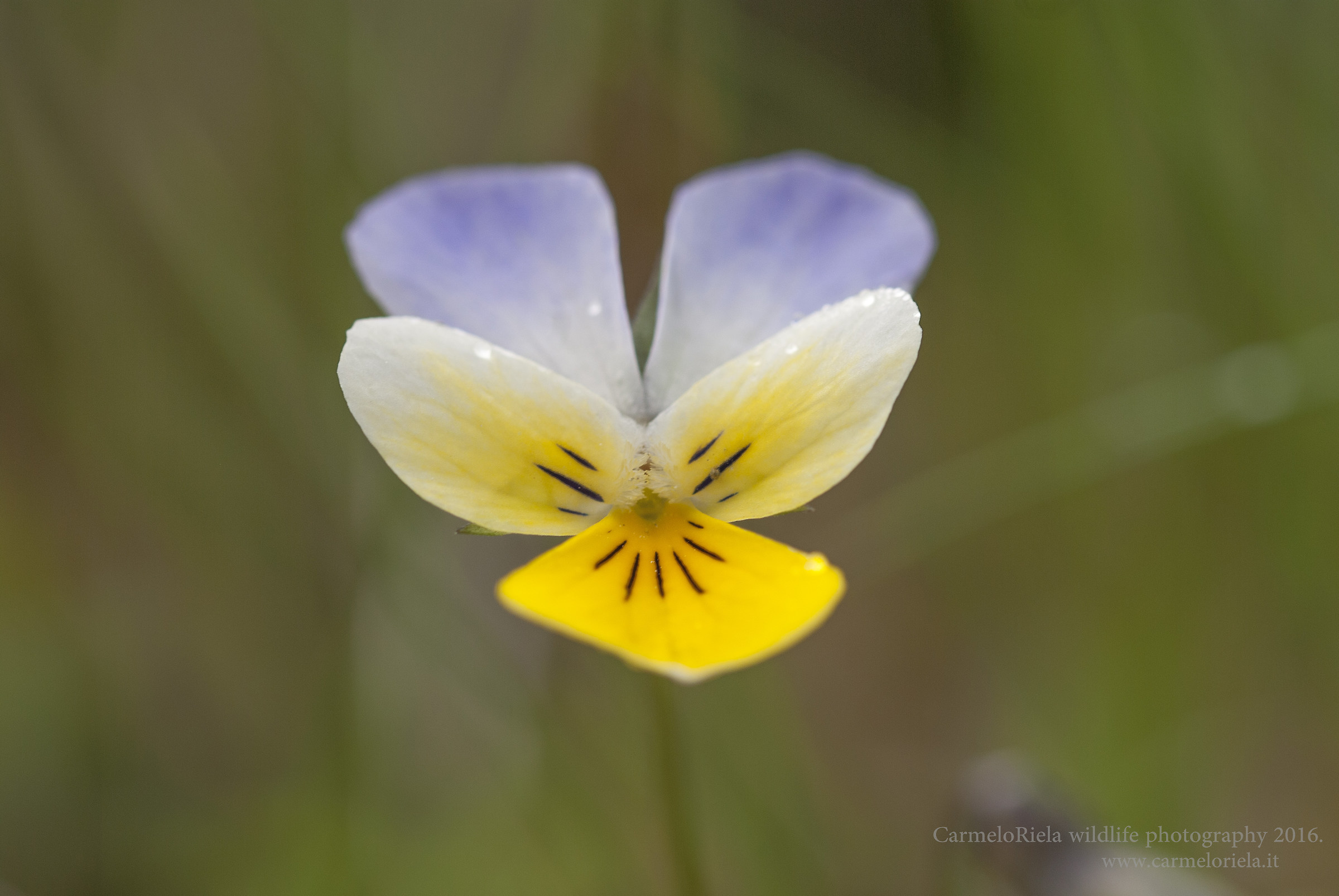 Pansy (Viola tricolor).