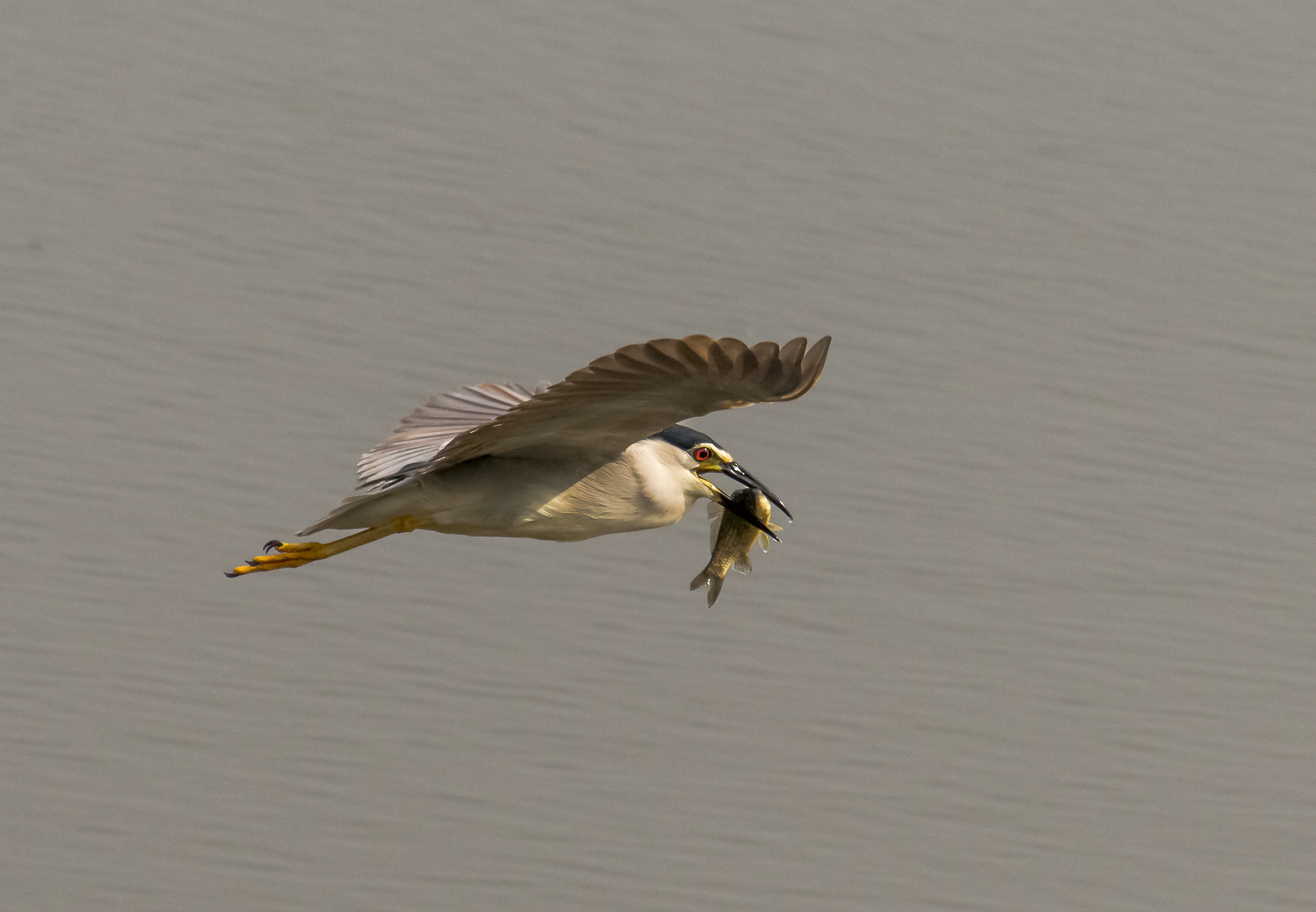 Nitticora con carassio