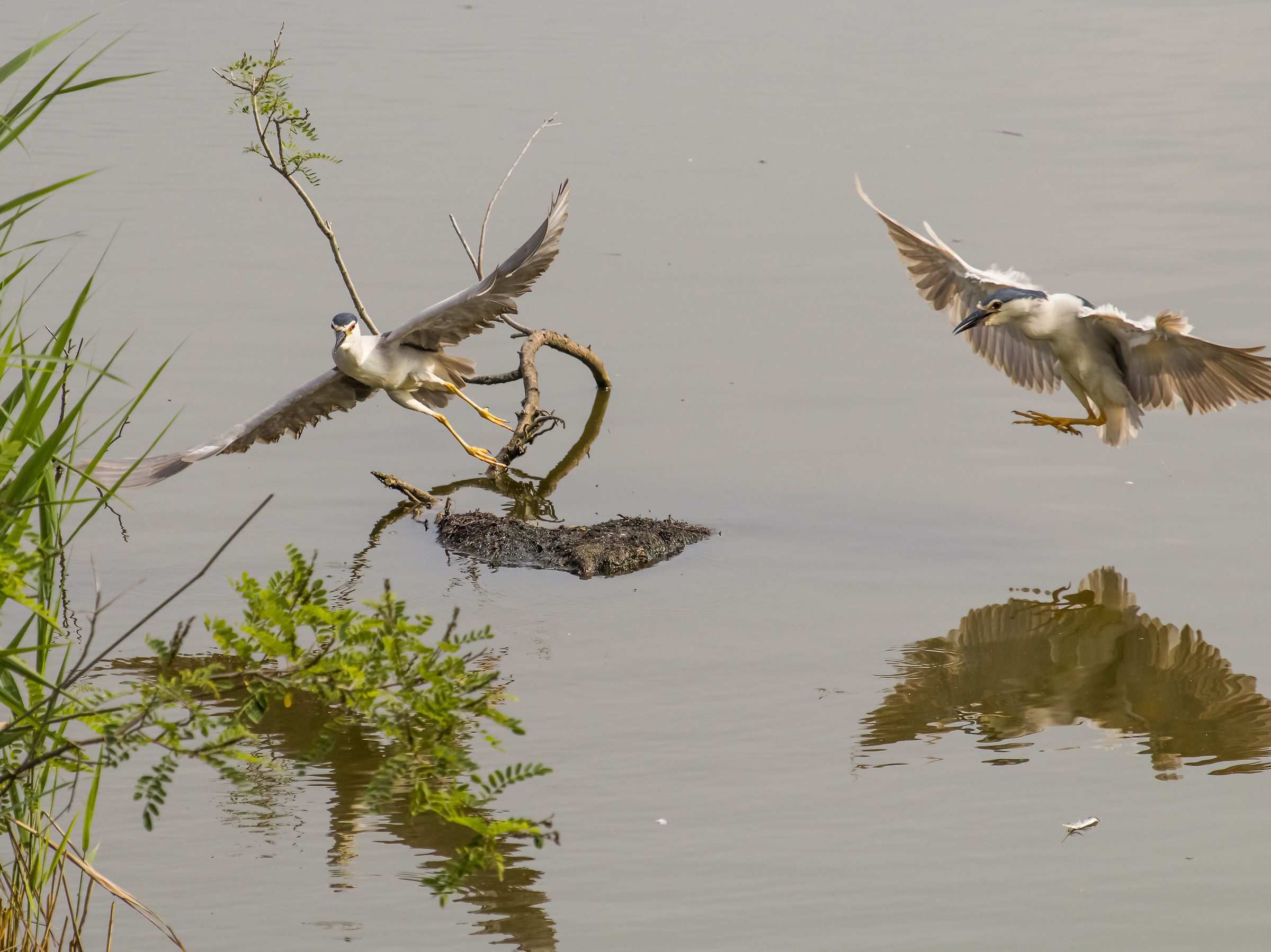 Via dalla mia isola!