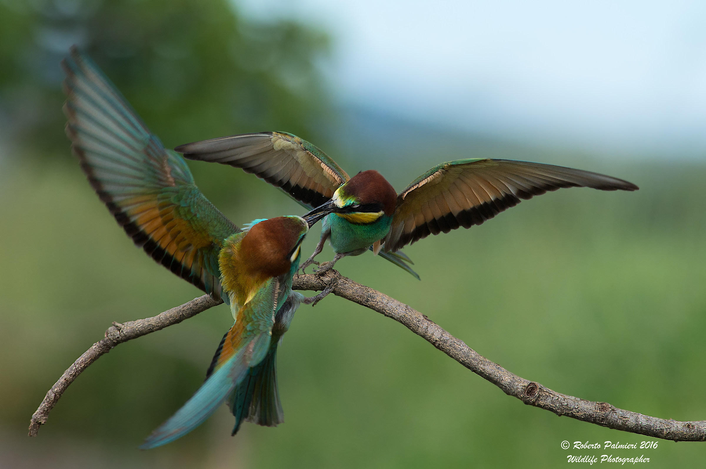 Pair of bee-eaters (Merops Apiaster)