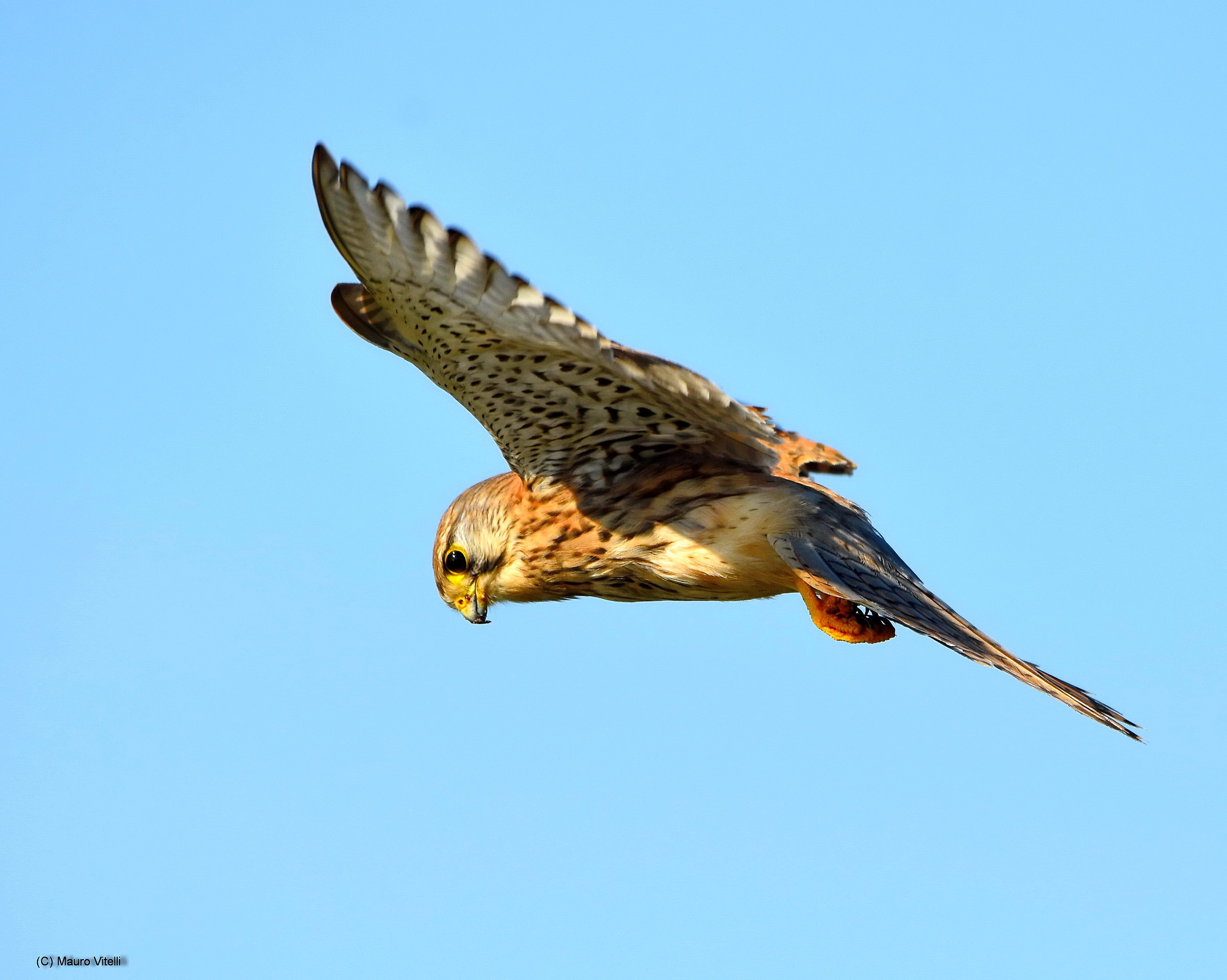 Kestrel