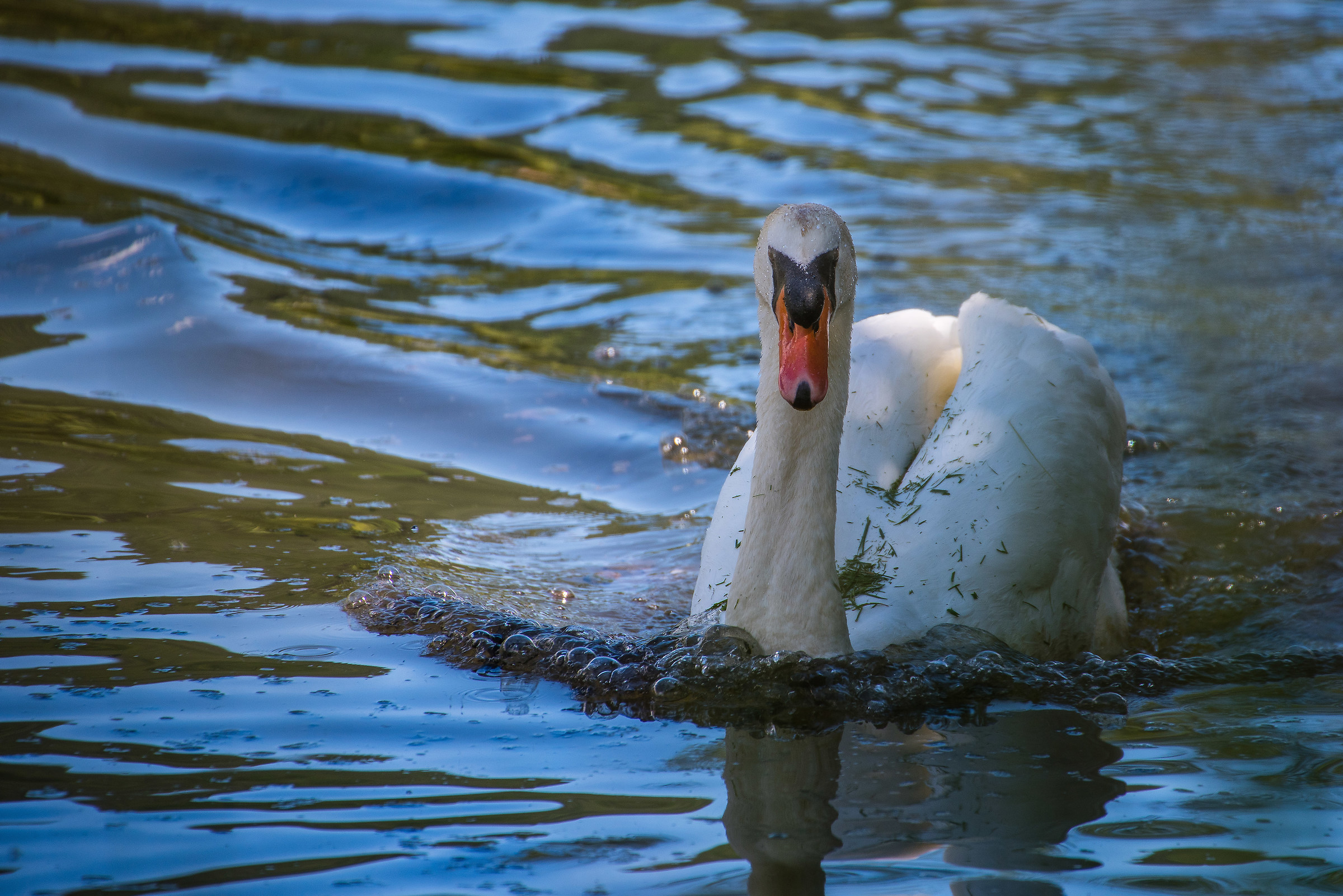 Swan at the San Giorgio pond