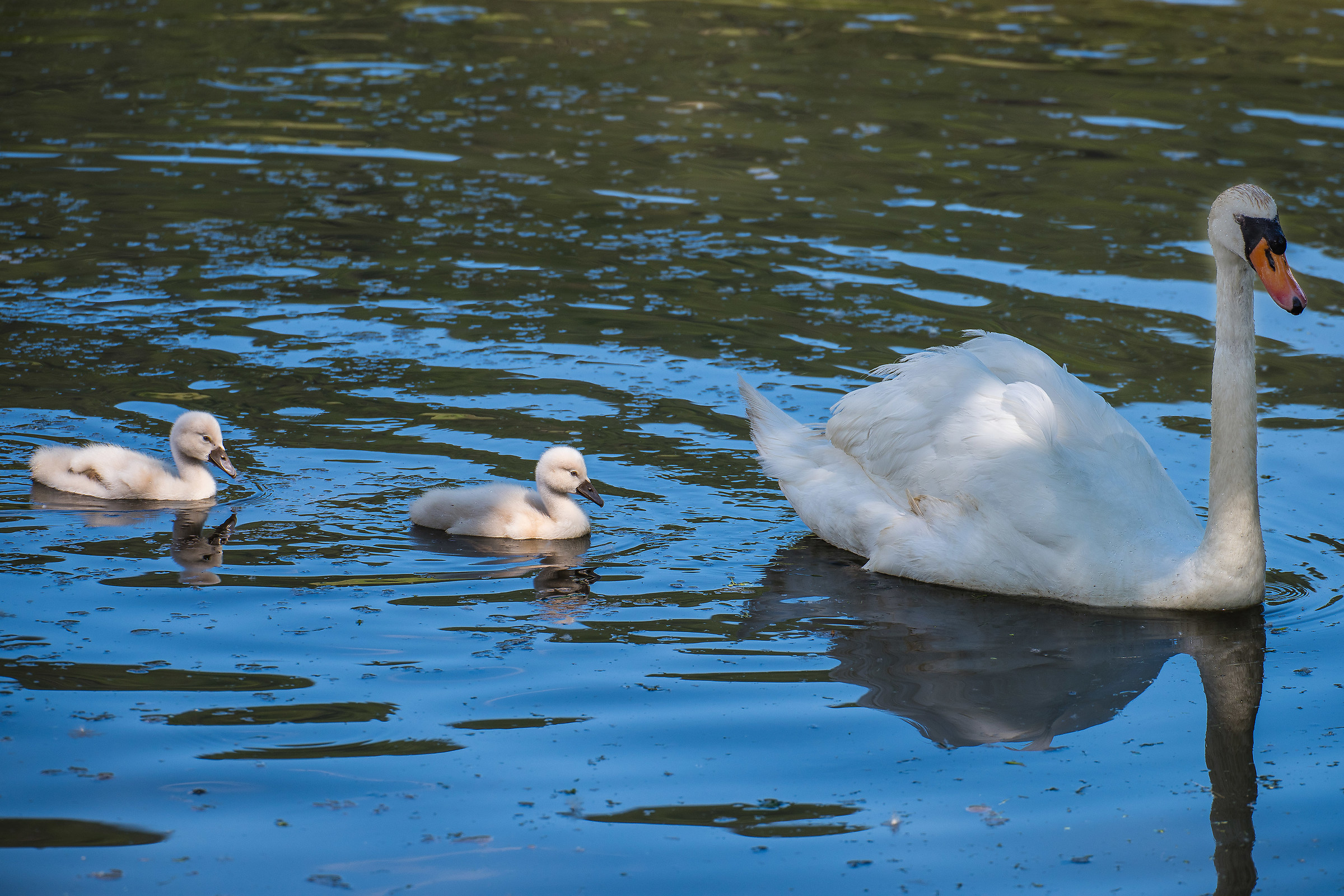 Swan at the San Giorgio pond