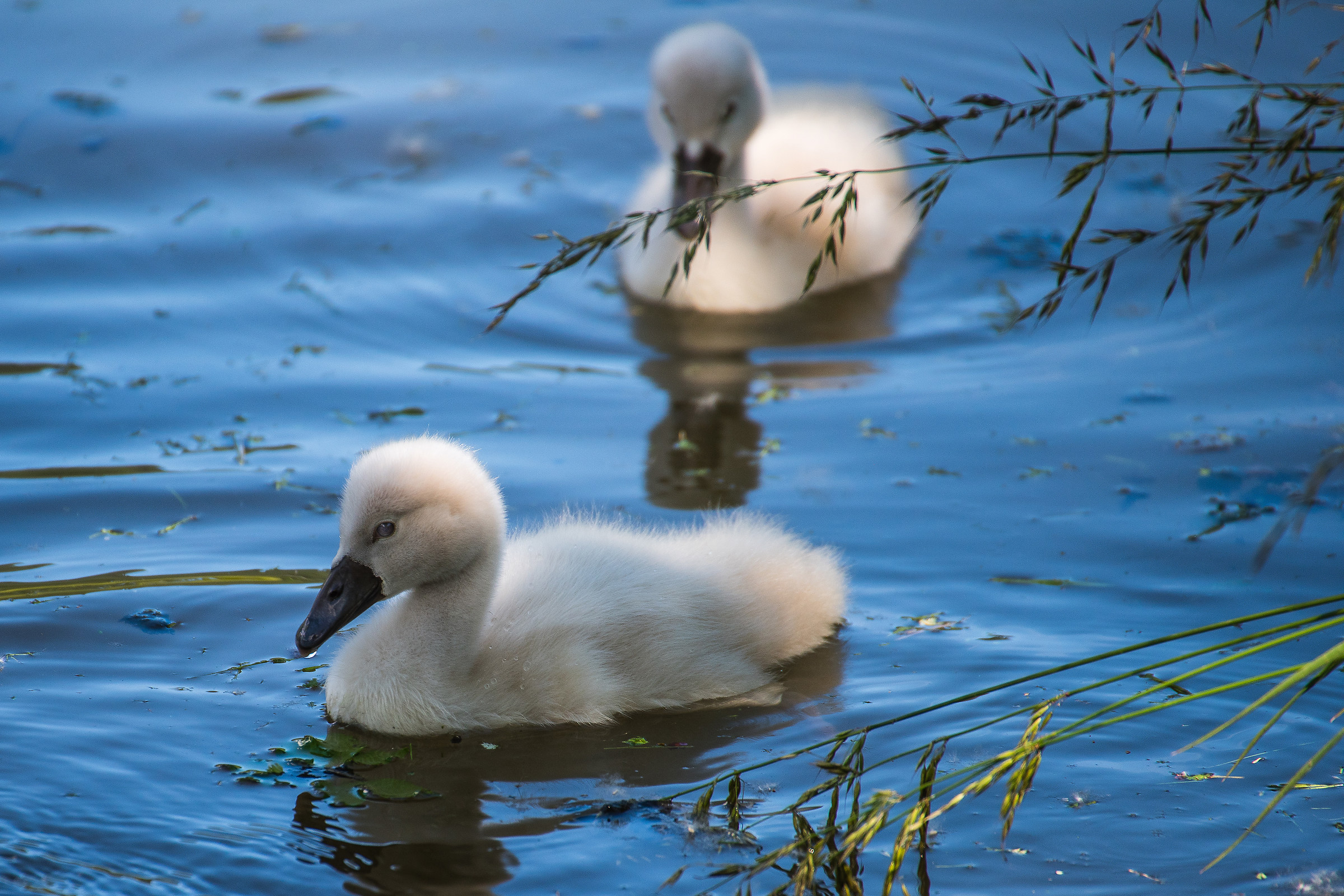 Swan at the San Giorgio pond