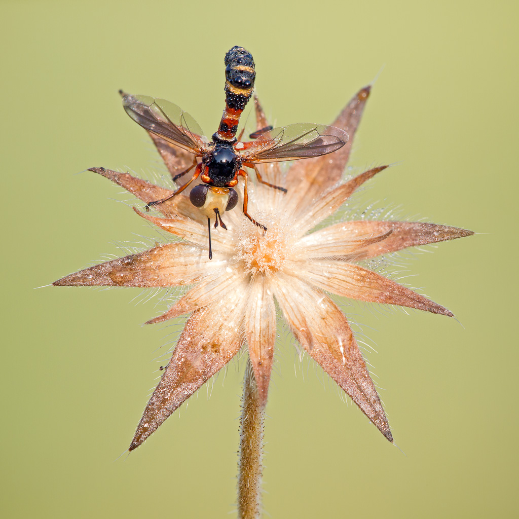 Physocephala vittata