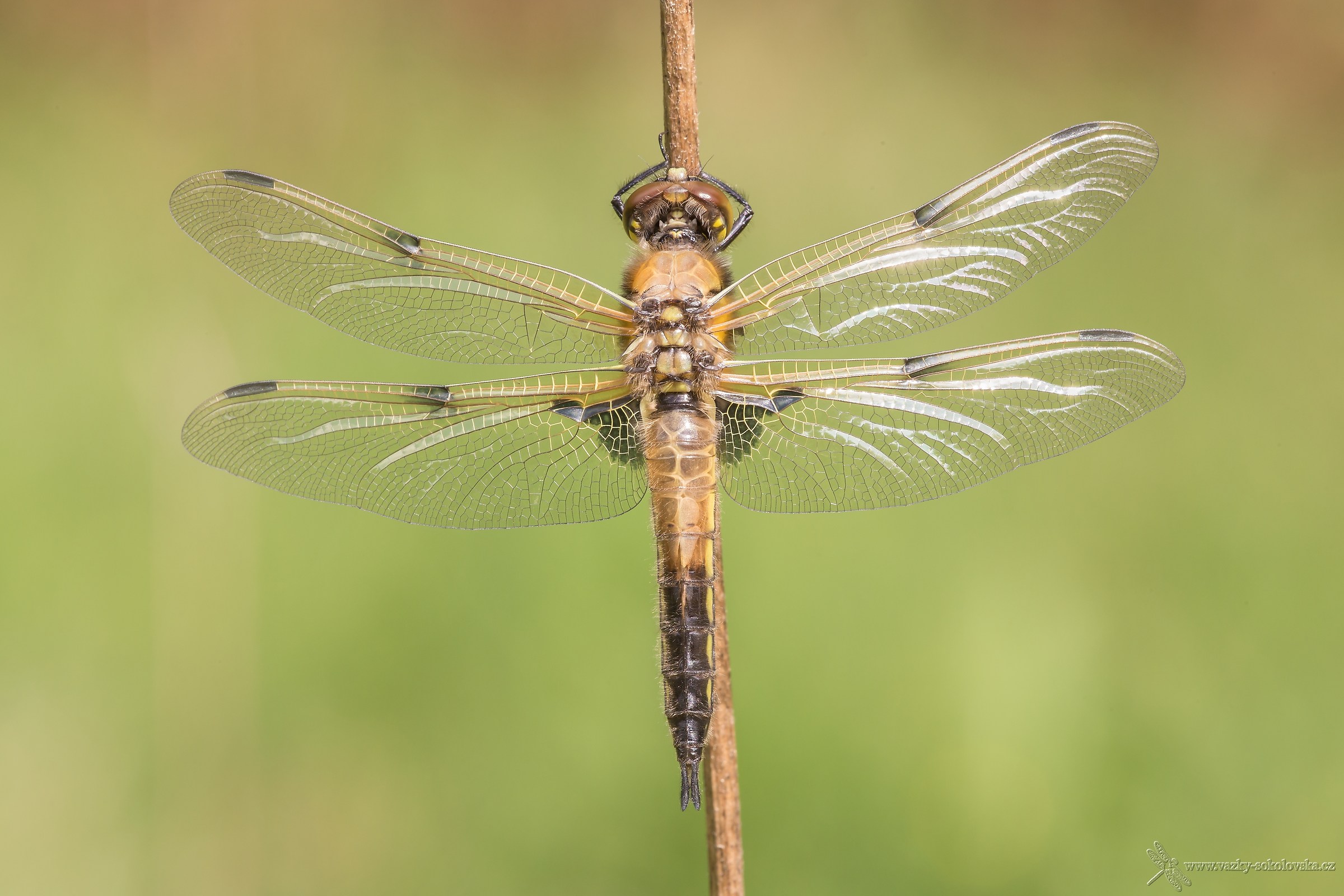 Libellula quadrimaculata