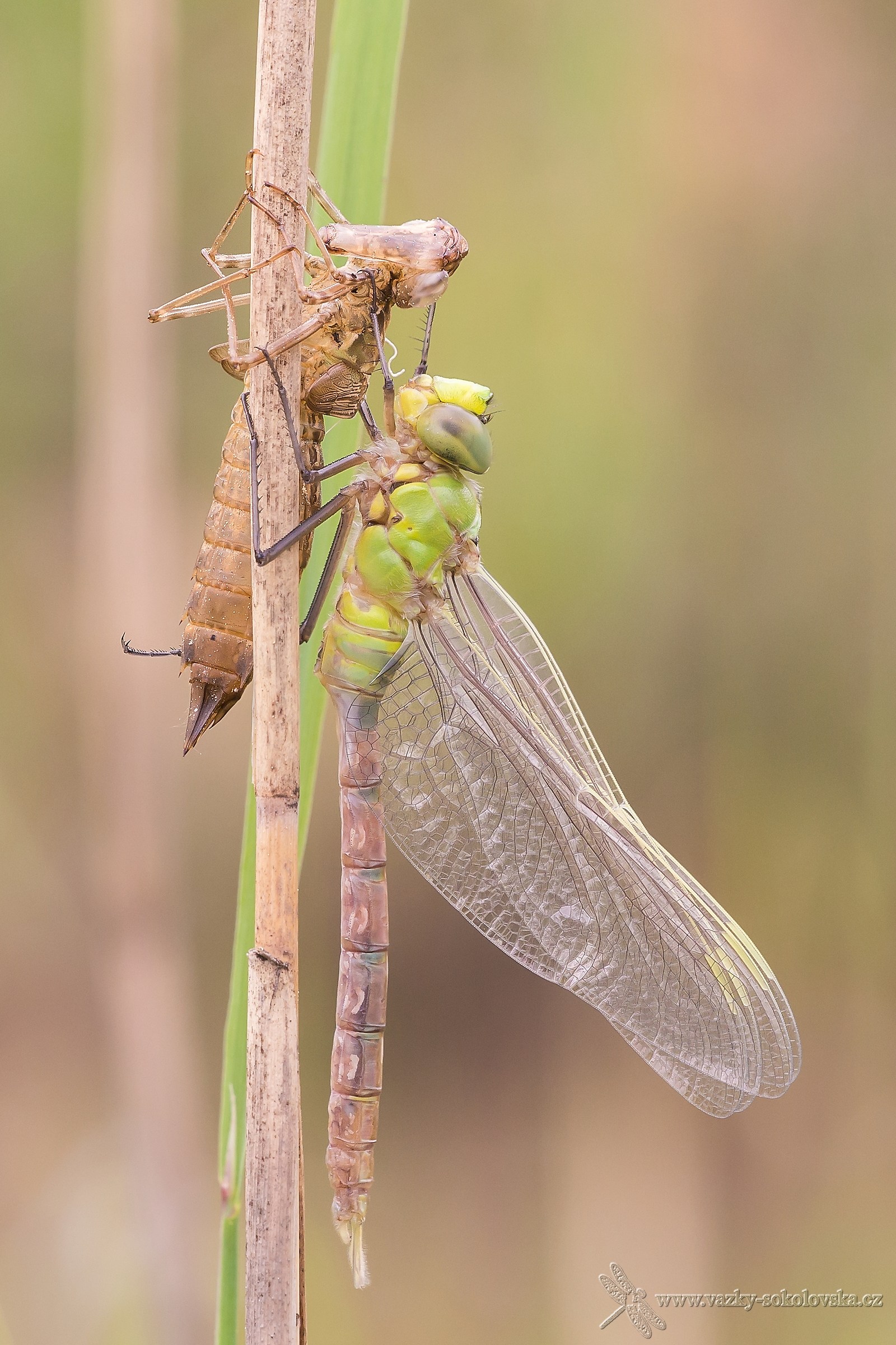 Anax imperator