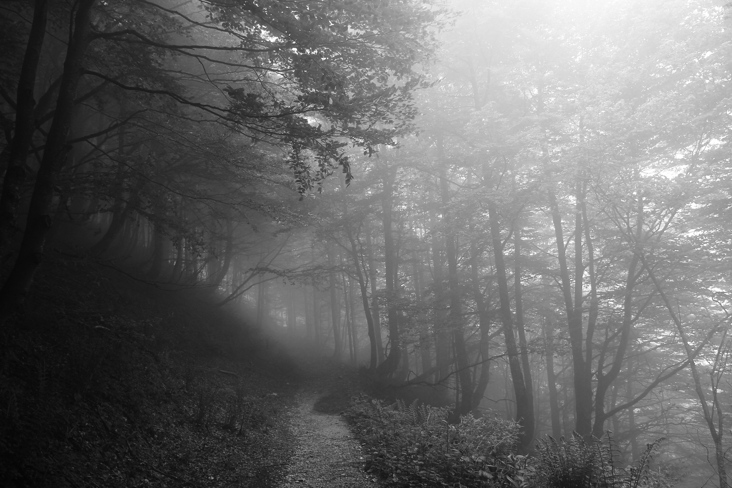 Light through the fog